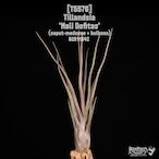 【送料無料】'Mali Dofitas'〔エアプランツ〕現品発送T5576