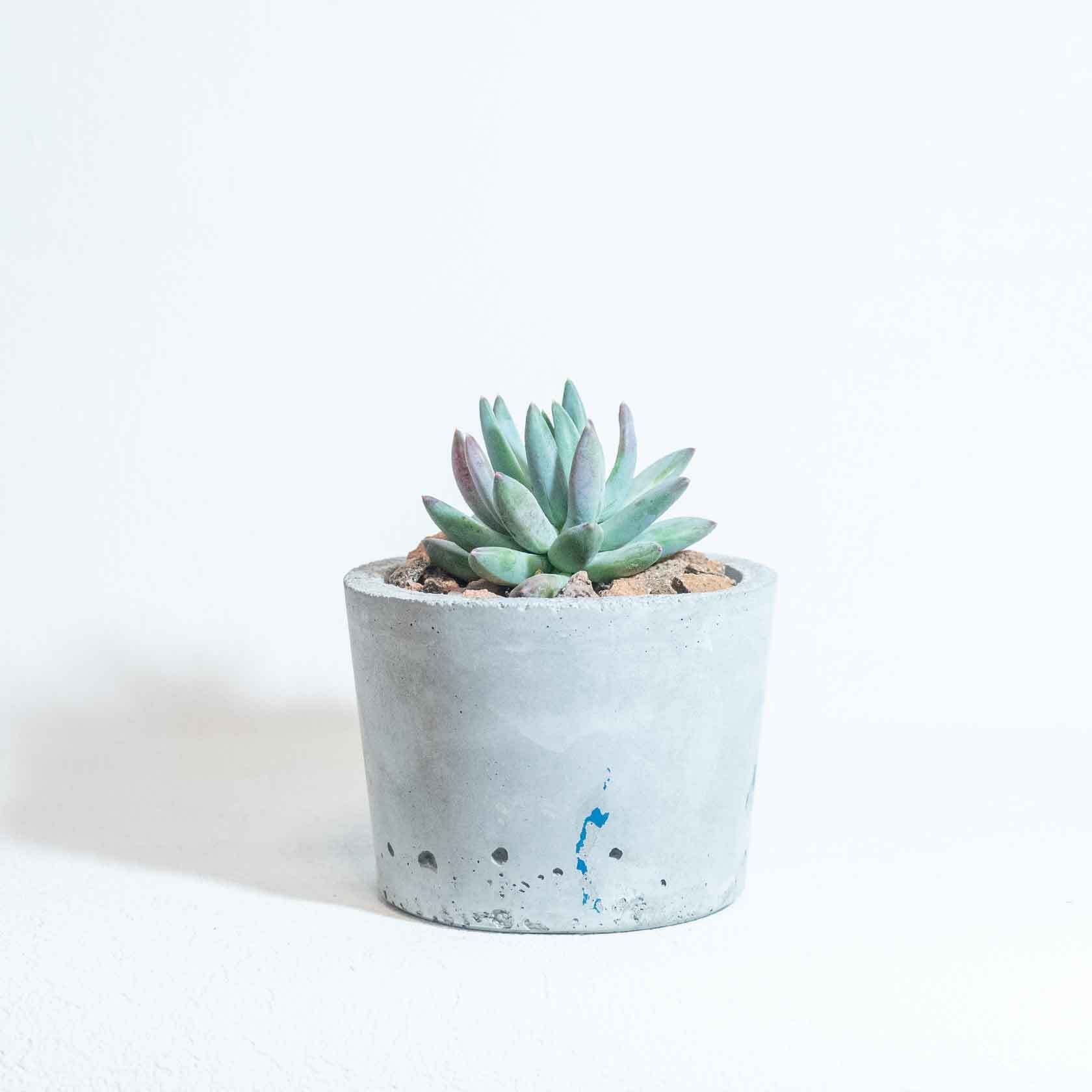 \送料無料/≪ 多肉植物 ≫室内管理もオッケーなパキフィツム・フーケリーの鉢植え|シンプルでお部屋を選ばない手作りモルタル鉢