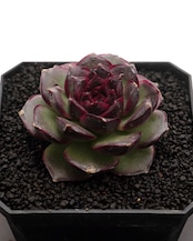 微発根カット苗 パープルピューピル Echeveria 'Purple Pupils'