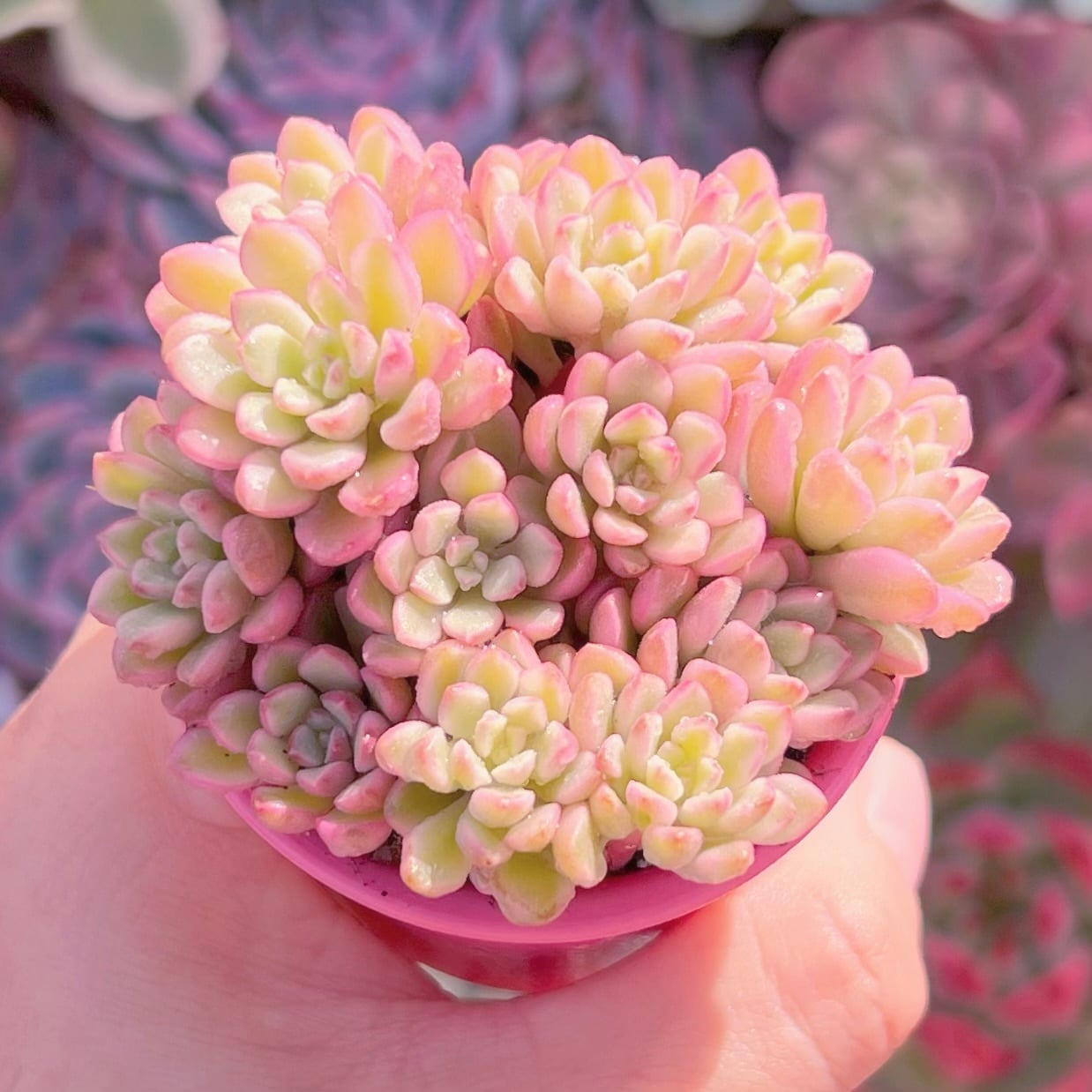 多肉植物　ジョイスタロック錦(10～12頭)　新入荷　るる農園