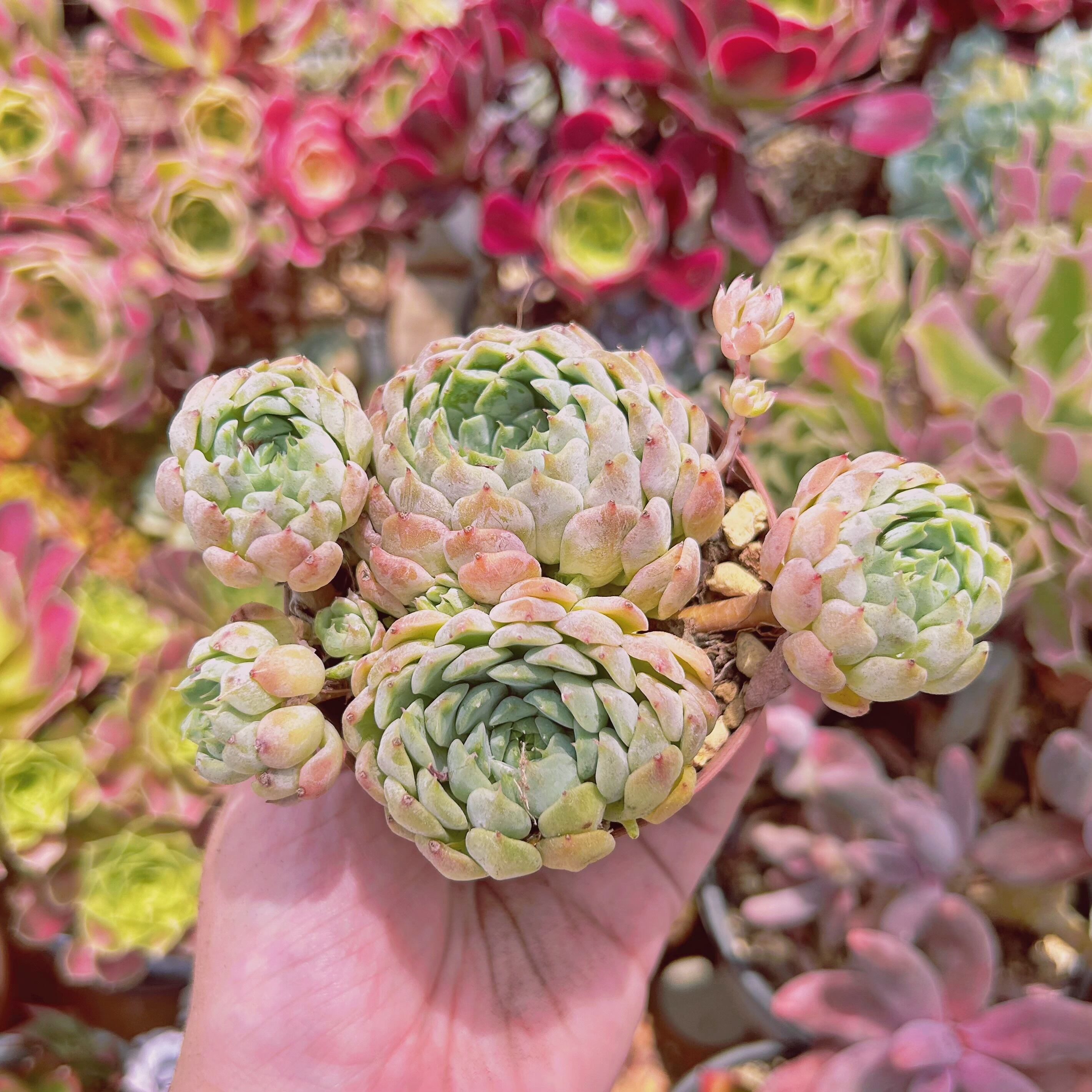 #834現物　多肉植物　芍薬　特大　抜き苗