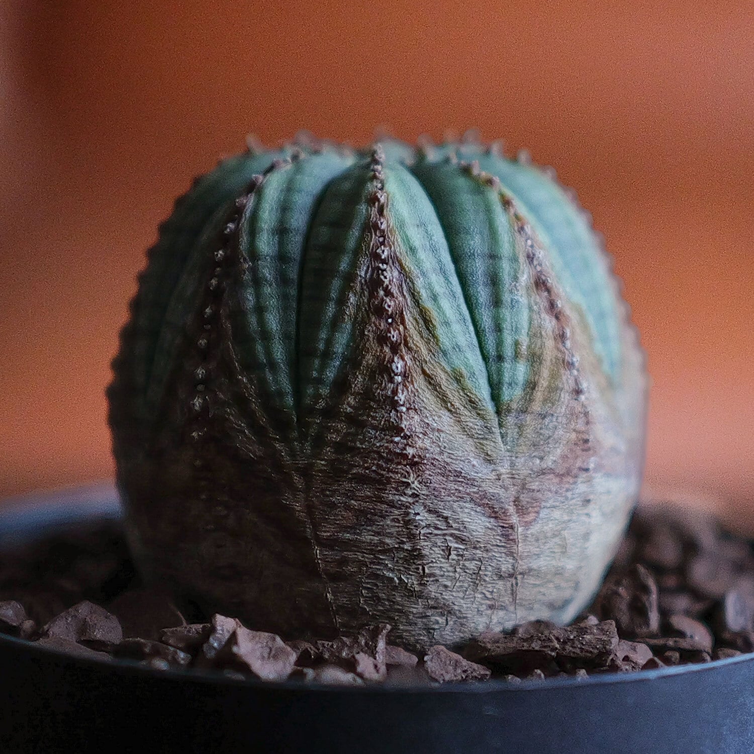 ユーフォルビア オベサ | LIGHTHOUSE.PLANTS - 海外実生株の