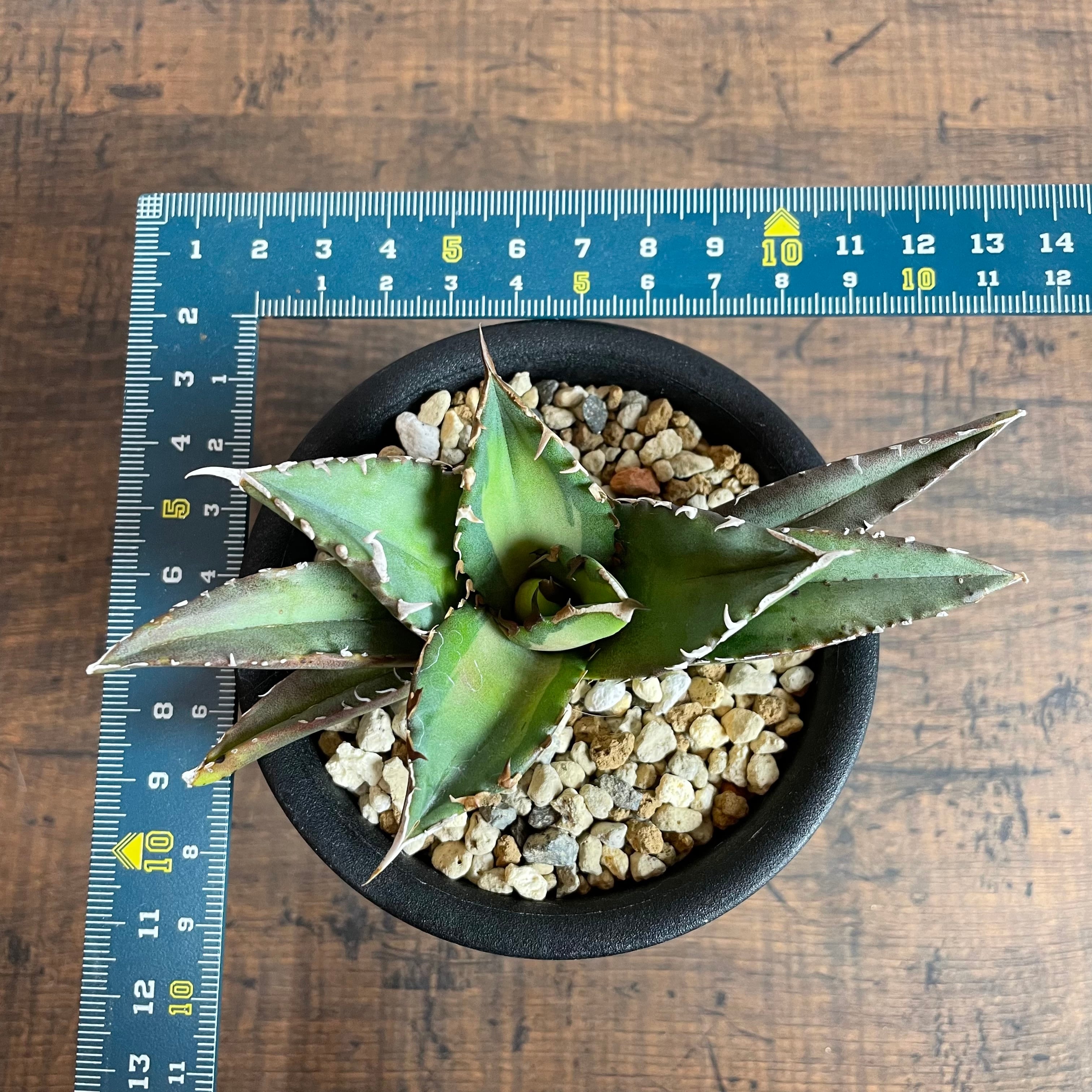 Agave titanota ''夕映厳龍'' 子株 / 輸入株 / 3号 /アガベ チタノタ