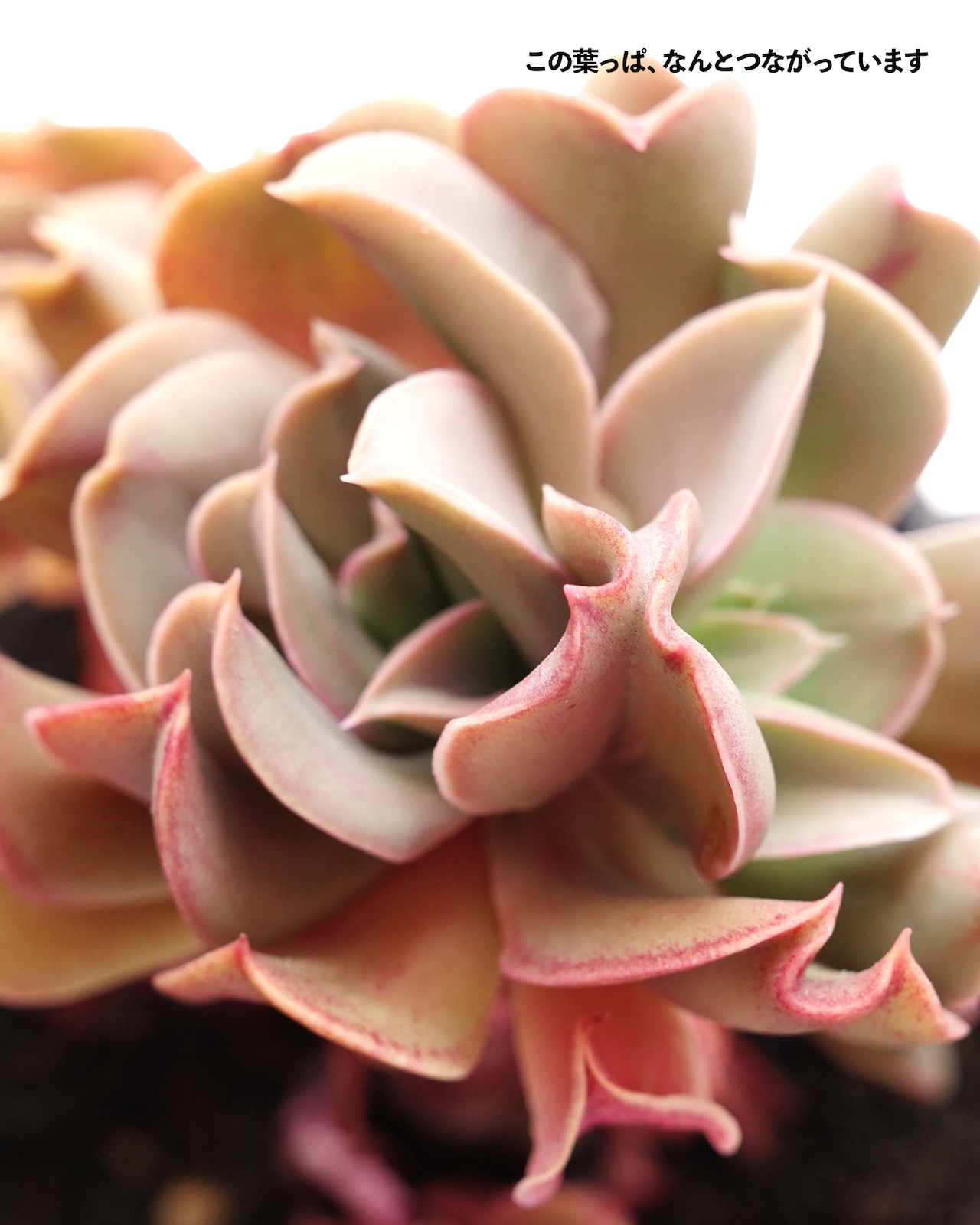 【PREMIUM】切りたて新鮮カット苗 ブラックホーク 極み株 Echeveria 'Black Hawk'