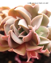【PREMIUM】切りたて新鮮カット苗 ブラックホーク 極み株 Echeveria 'Black Hawk'