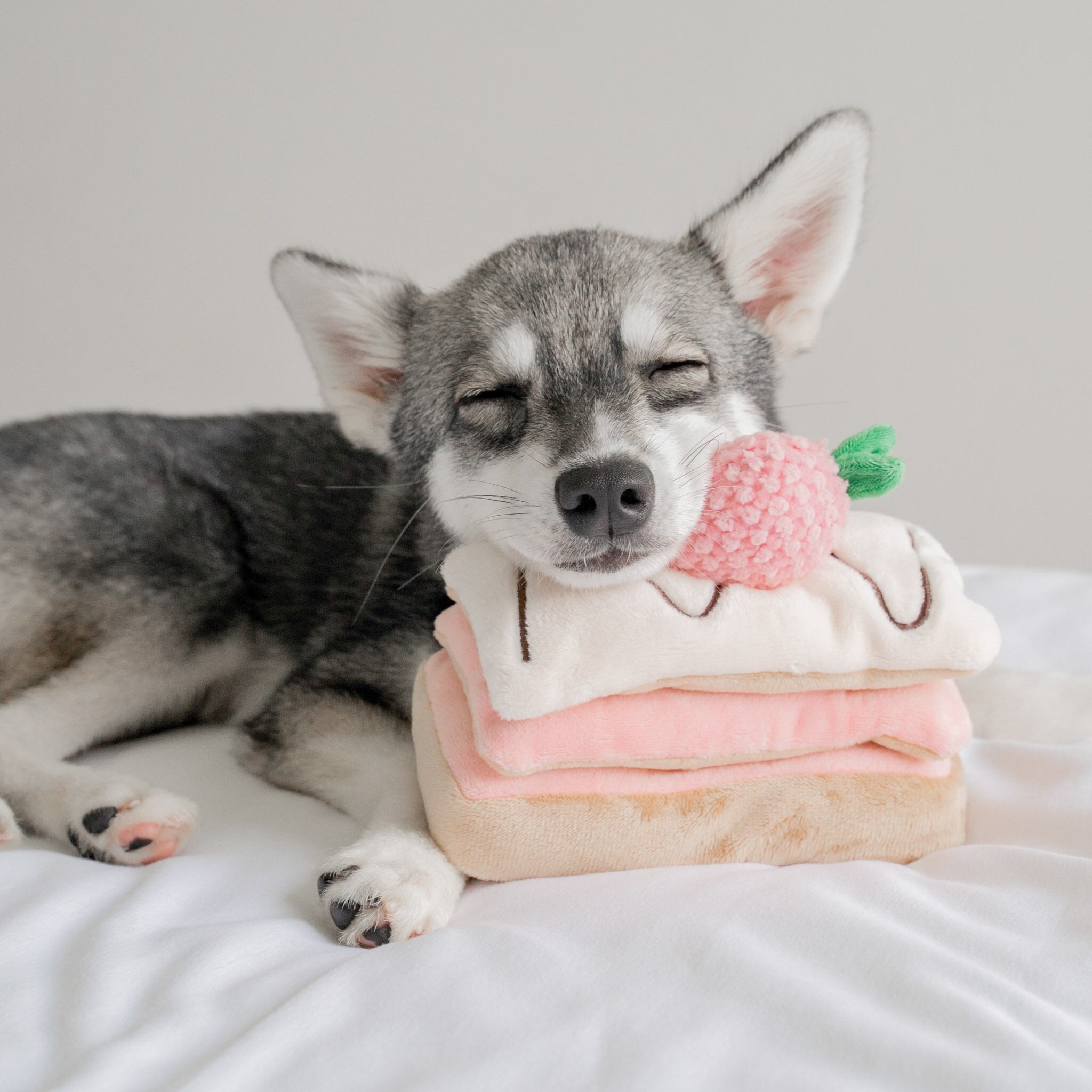即納 Strawberry Mille-Feuille Nosework Toy / PUPS & BUBS