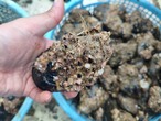 【特価：付着物有り】■1箱：17kg入り【釣り餌用 ムール貝】（無選別/サイズ混合/掃除なし） 8