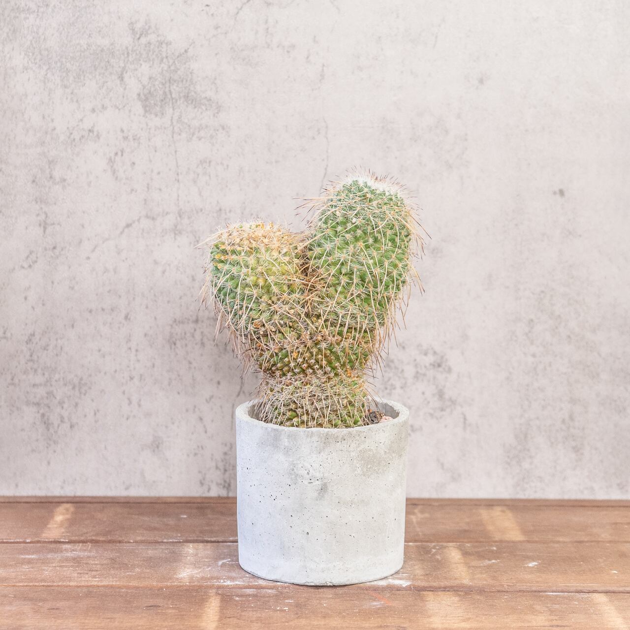 白王丸（マミラリア）｜再生中のふたこぶ個体・割引特価【一点物】