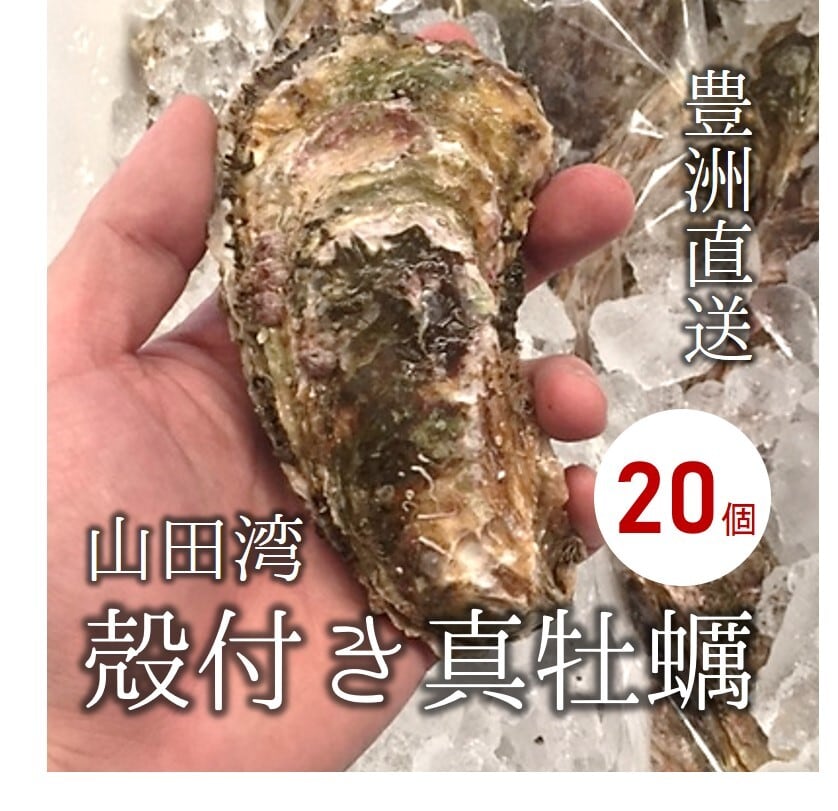 殻付き牡蠣 カキ 生食用 三陸 山田湾 約150-200g 特大サイズ 計20個 真牡蠣 マガキ【山田カキ30x20】 冷蔵