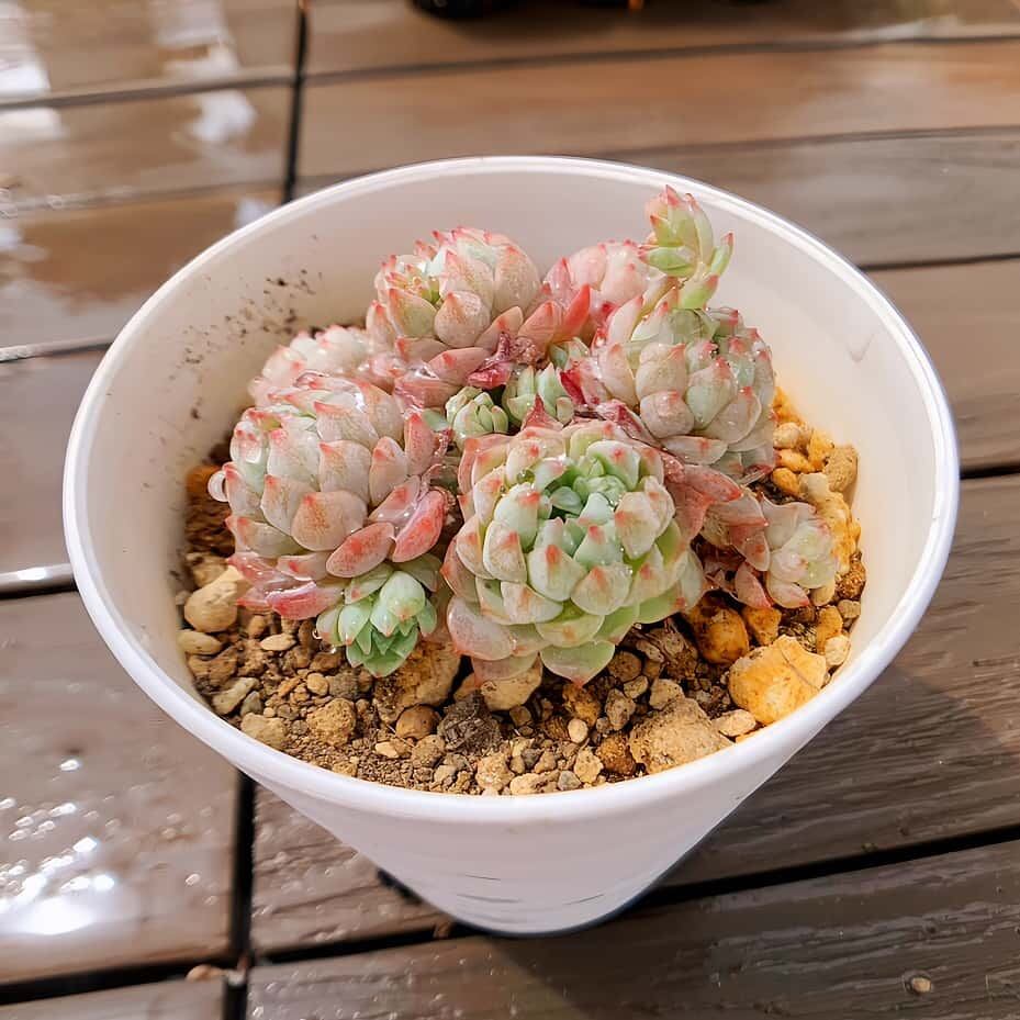 多肉植物　寄せ植え　パープルディライト　カット苗　10カット❗️ 農園直売 多肉植物 寄せ植え パープルディライト覆輪錦（単） 抜き苗