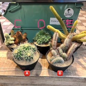 サボテン　各種　カクタス