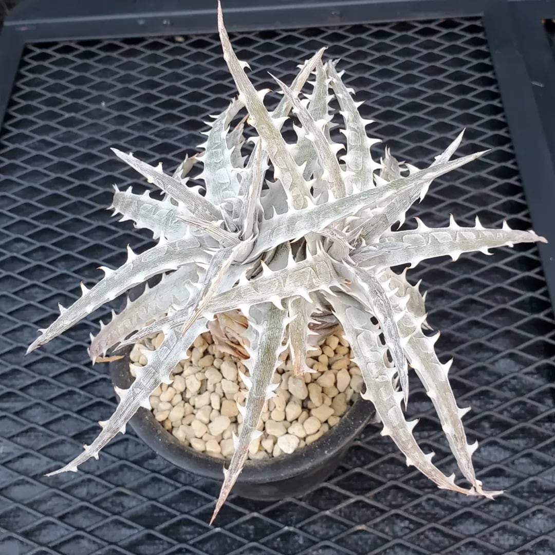 F00485_Dyckia goehringii (Original Clone)分頭株：ディッキア