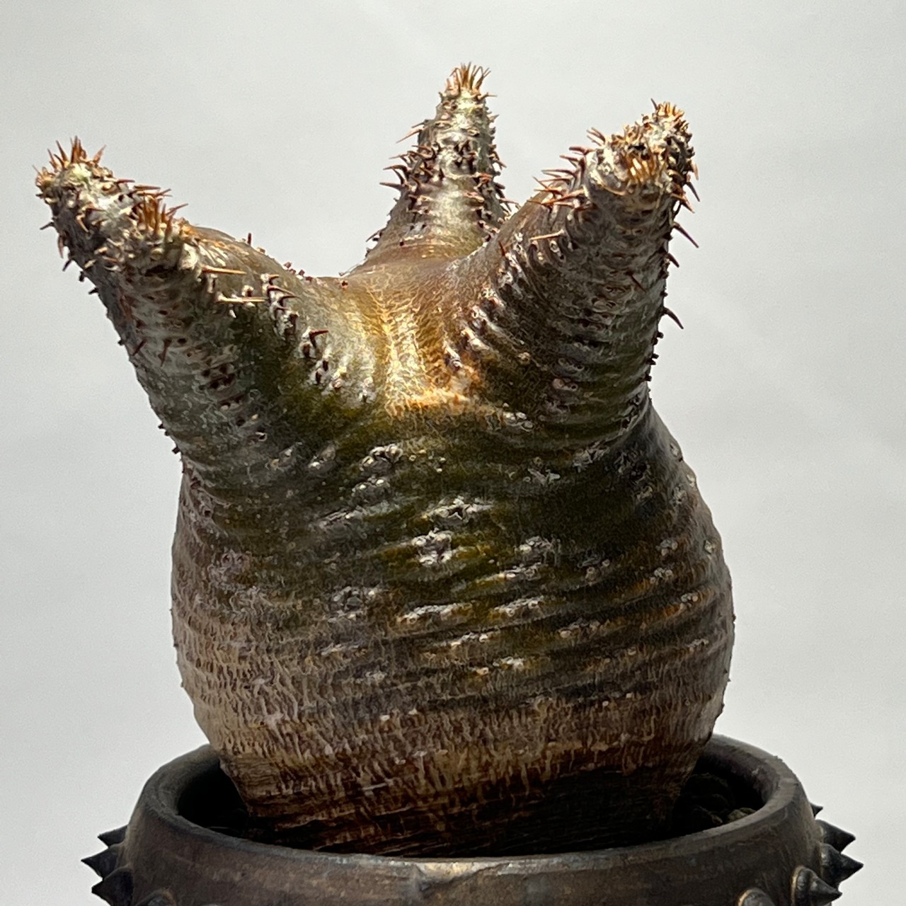 未来薩摩 圭介窯 トゲモノ＋グラキリス  発根済 3