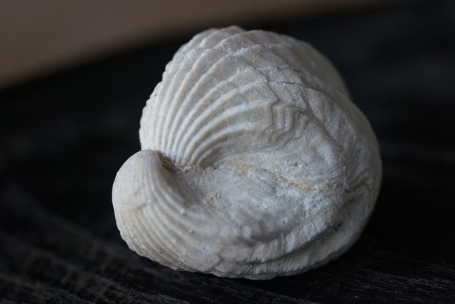 Burmirhynchia Decorata　化石 ④