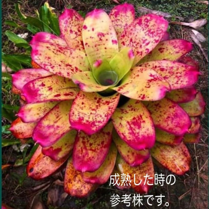 Planet Plants プラネットプランツ