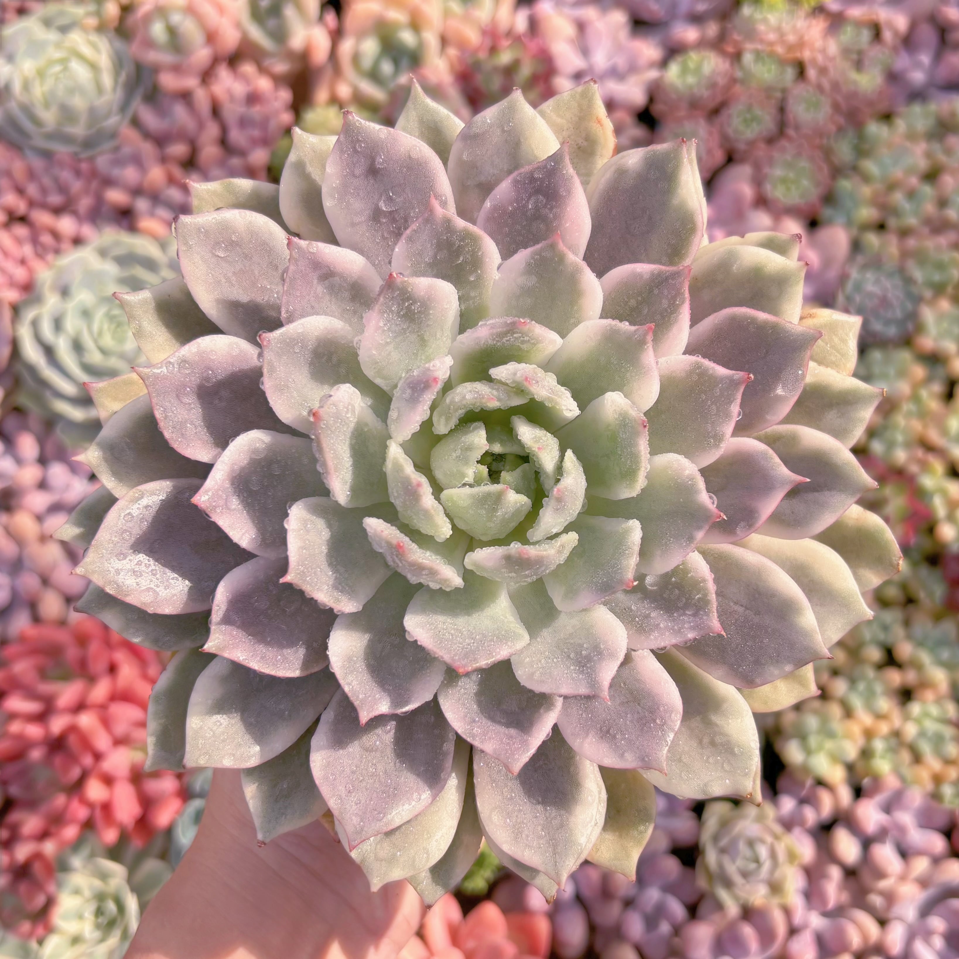 現品　Echeveria 'Pink Erica' Variegated#M016　極美　大苗　るる農園