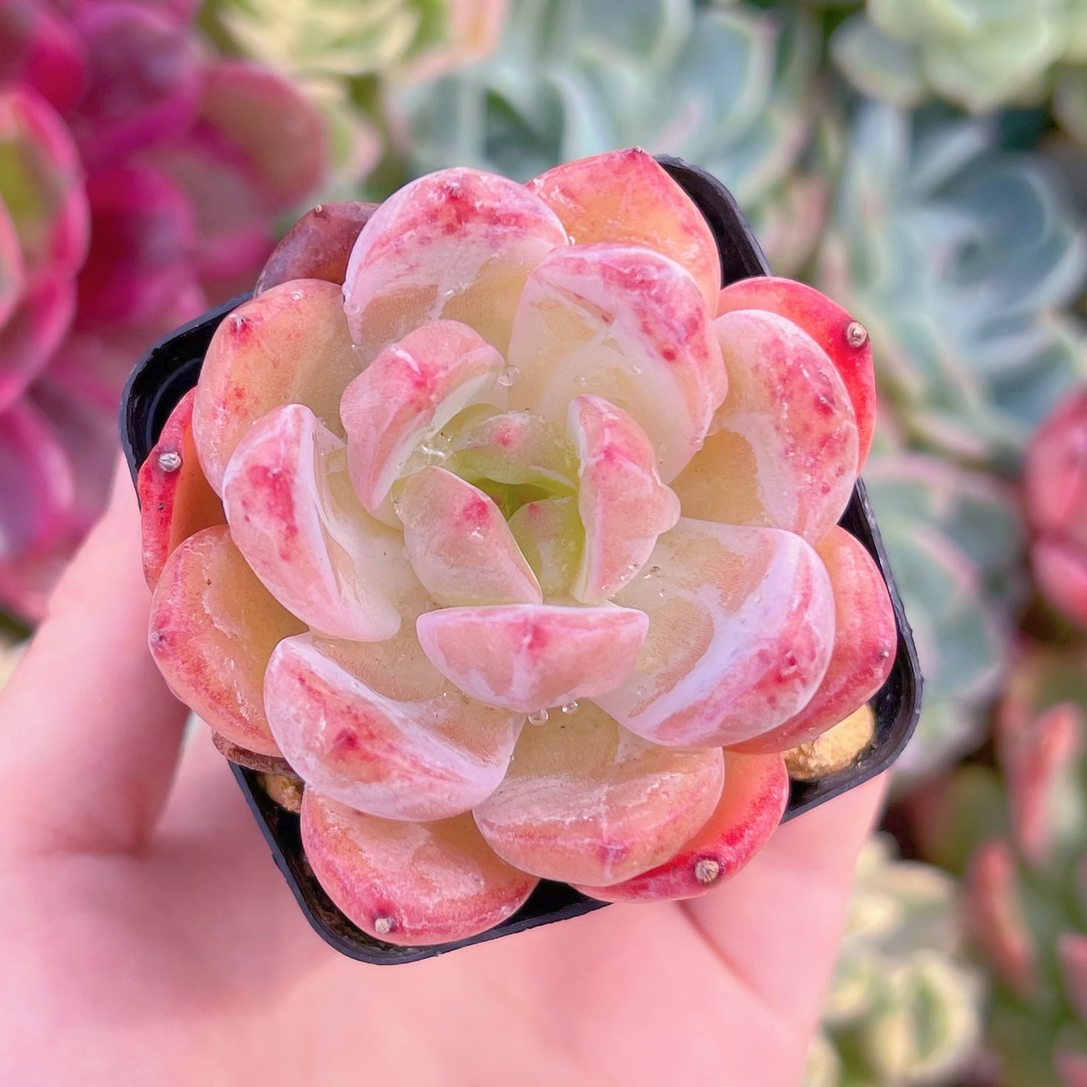 現品　シャンペーンxルビン#F207　るる農園