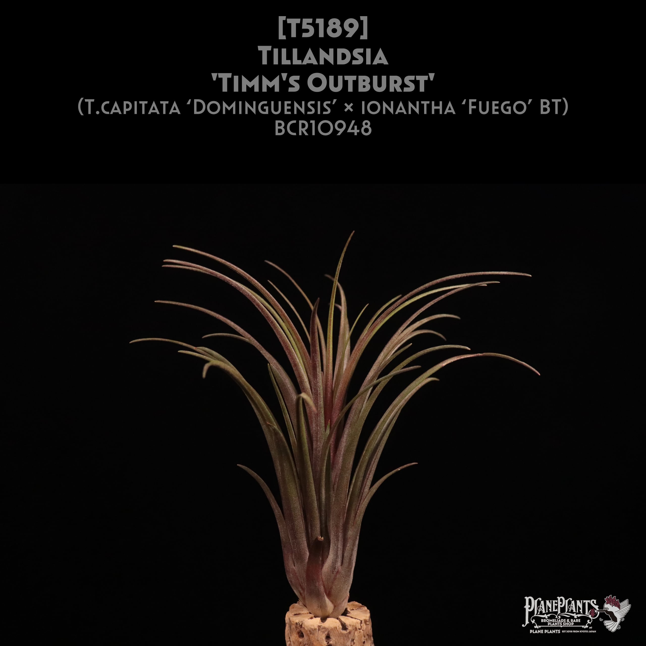 送料無料】'Peltry Jellyfish'〔エアプランツ〕現品発送T4565