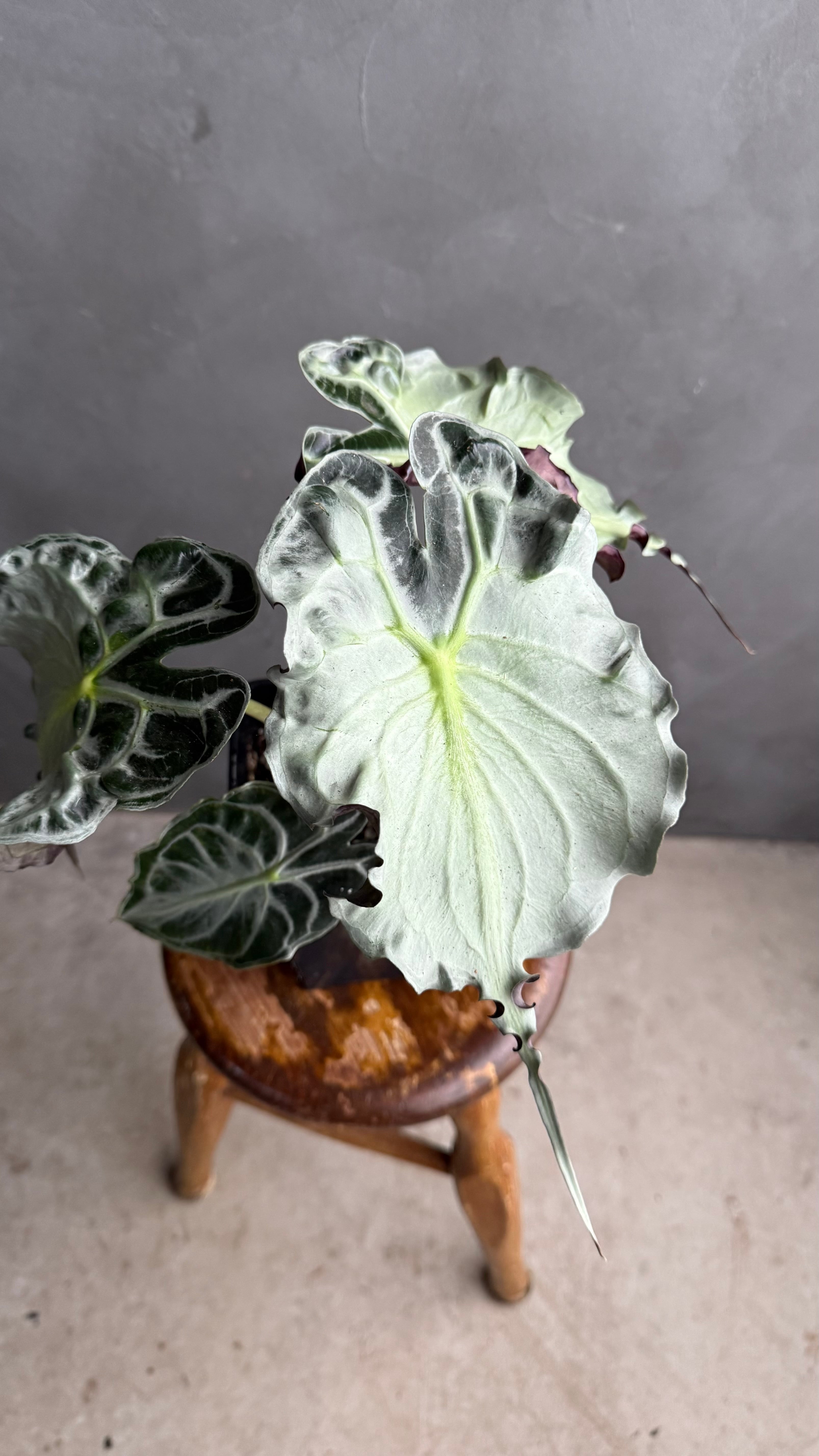 アロカシア・ヴェノム｜観葉植物｜3.5号サイズ｜インテリア | FLOWER