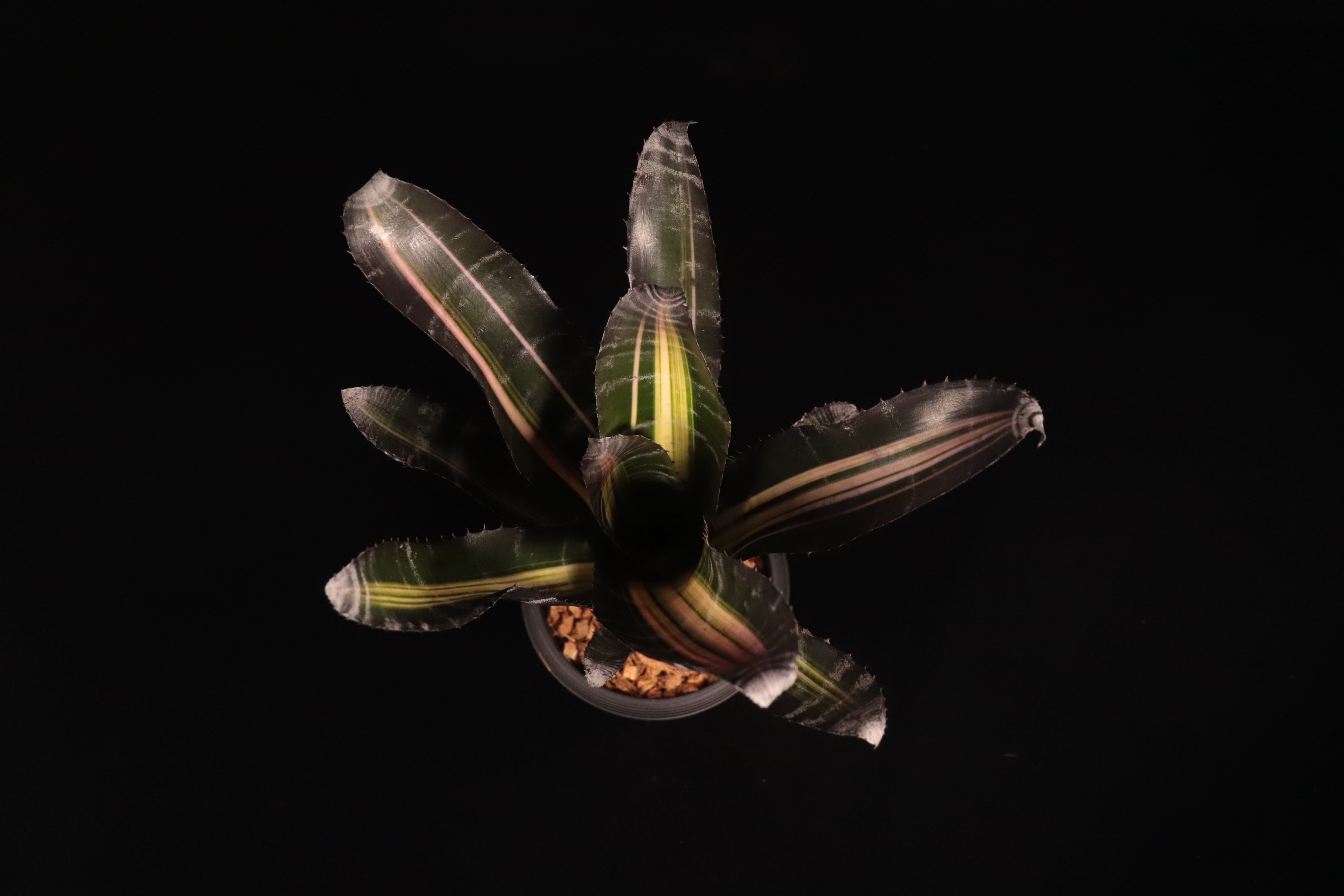 Aechmea 'Roberto Menescal'〔エクメア〕A204 | plane plants
