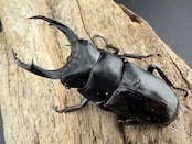 《ネパレンシス ランターン産 59mm ♂♀♀トリオ》