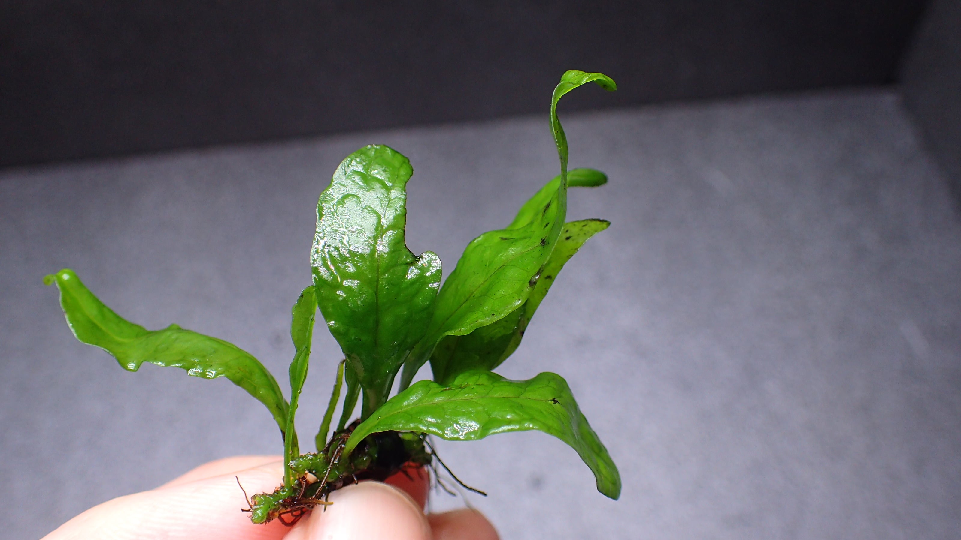 Bucephalandra sp Red Mini Phantom 1株 | 熱帯植物 水草