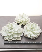 カット苗 スノーボール錦 Echeveria 'Snowball Variegated'