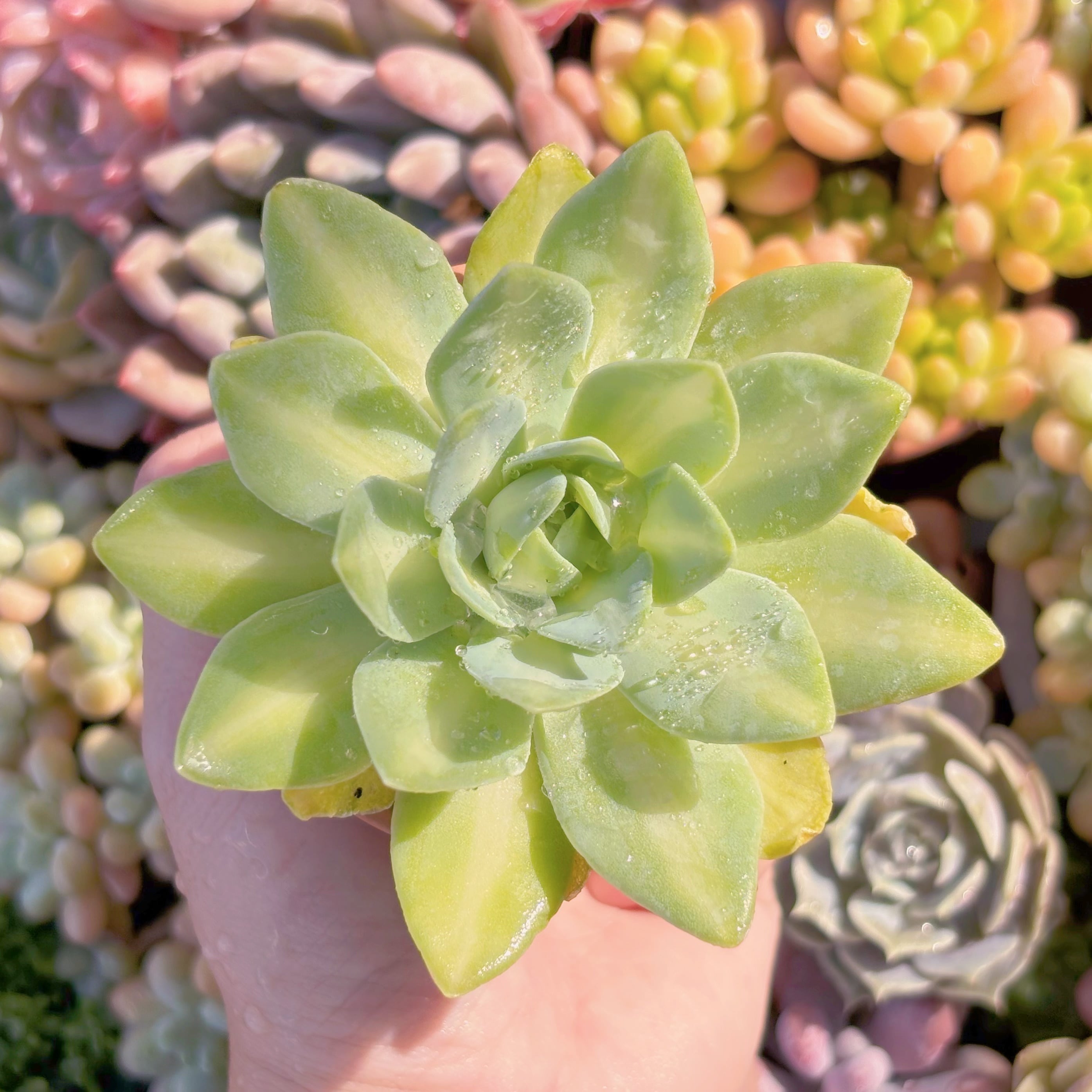 多肉植物 鳳凰錦 新入荷 るる農園 | るる農園~多肉植物専門