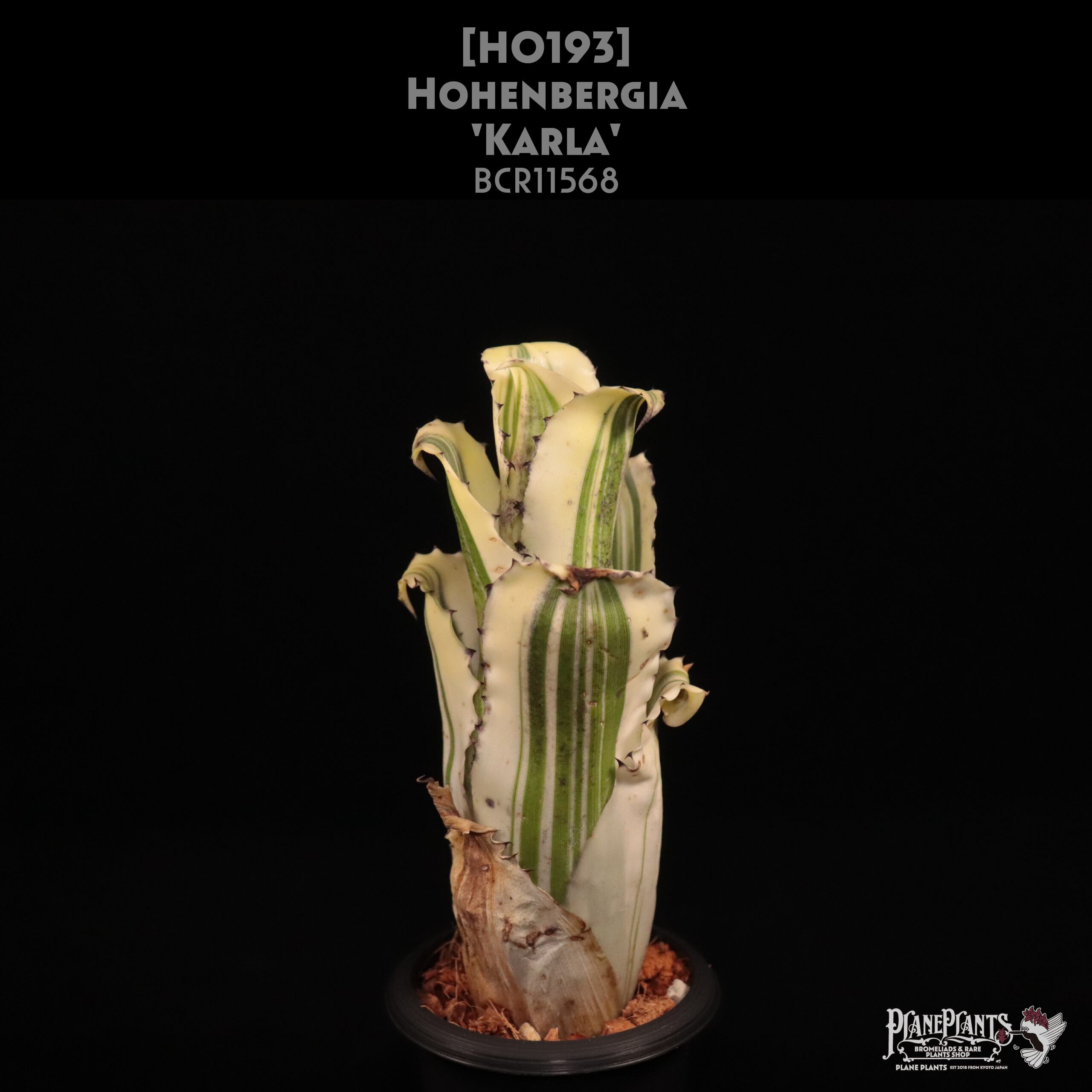 【送料無料】Hohenbergia 'Karla'〔ホヘンベルギア〕現品発送H0193