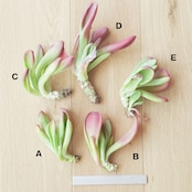 カット苗 カランコエ ファイアフォックス(オリキュラ) 大株 Kalanchoe luciae 'Oricula'