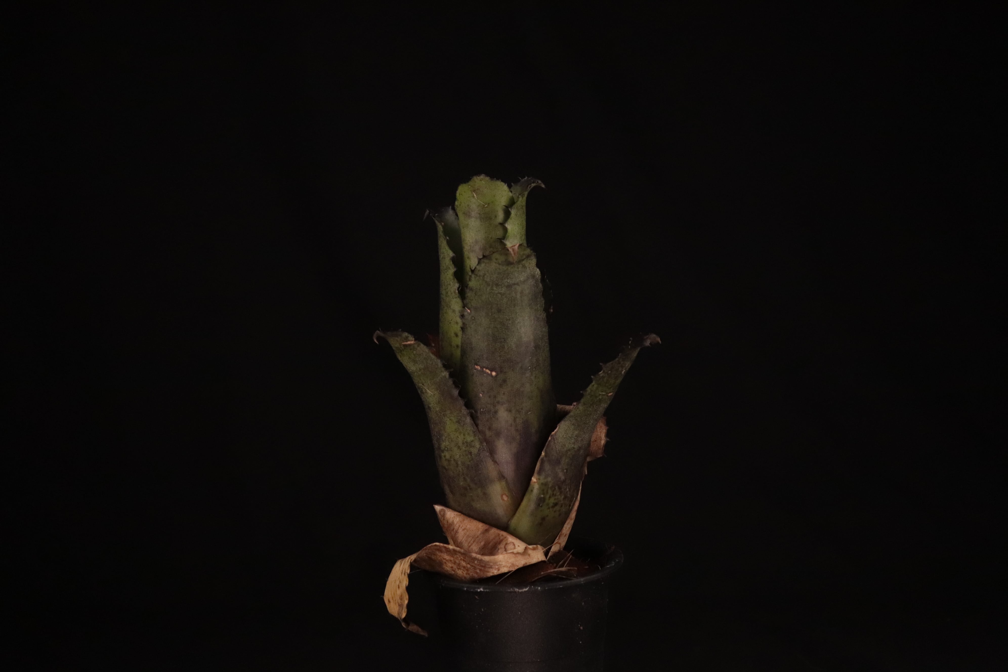 送料無料】Hohenbergia leopoldo-horstii (Special Spine