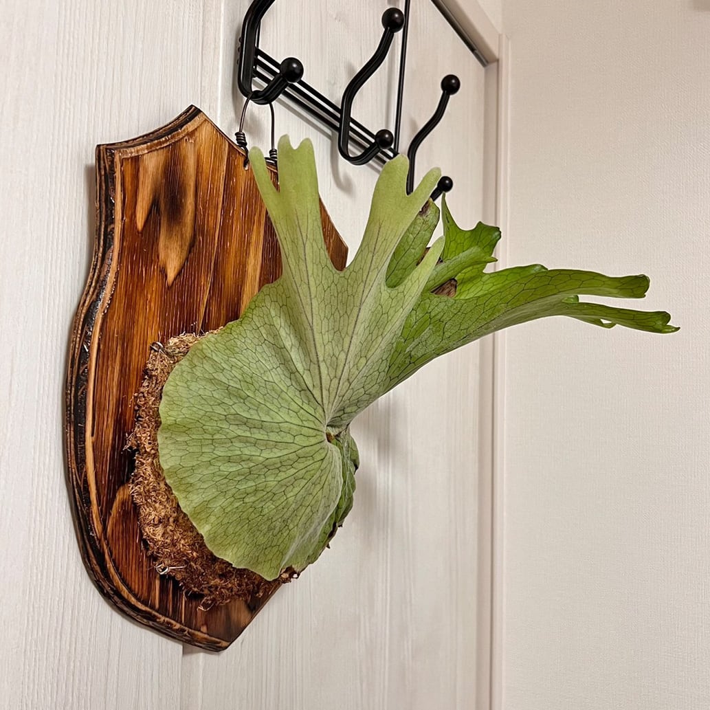 ビカクシダ グランデ 板付 【観葉植物 壁掛け コウモリラン