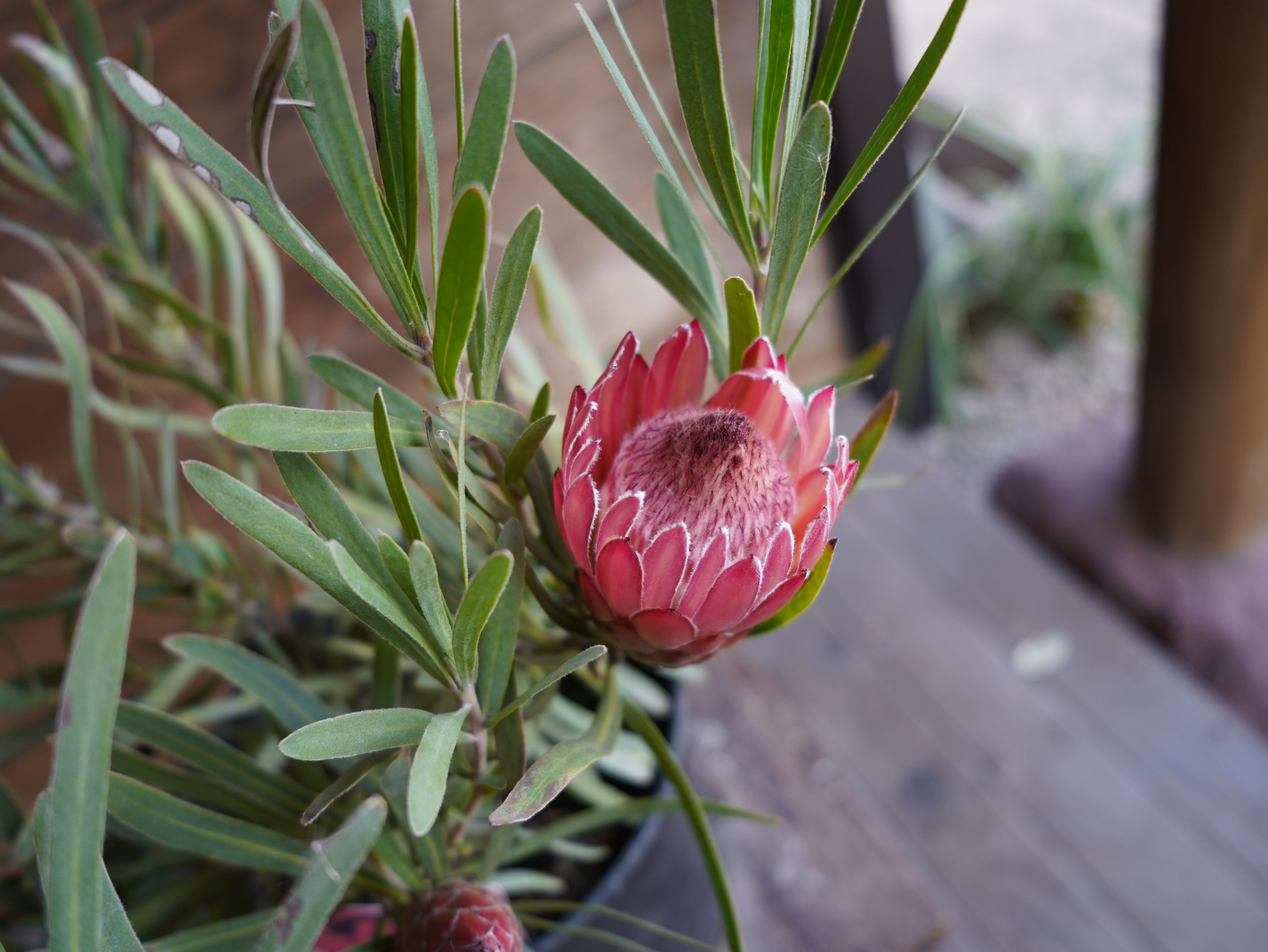 【現物】プロテア ”ピクシー”