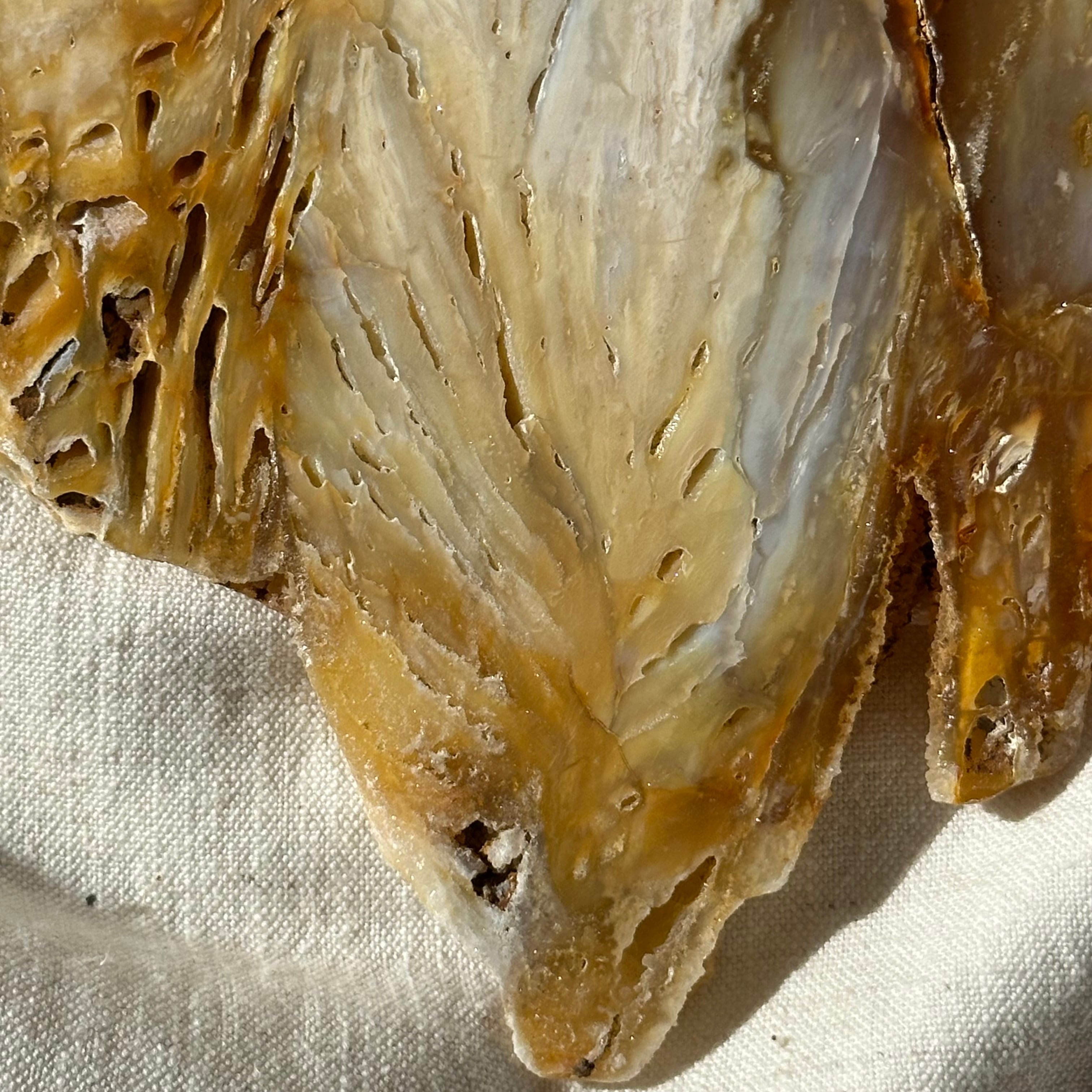 瑪瑙】アゲート スライス — 自然が描いた層のアート — シリカ化