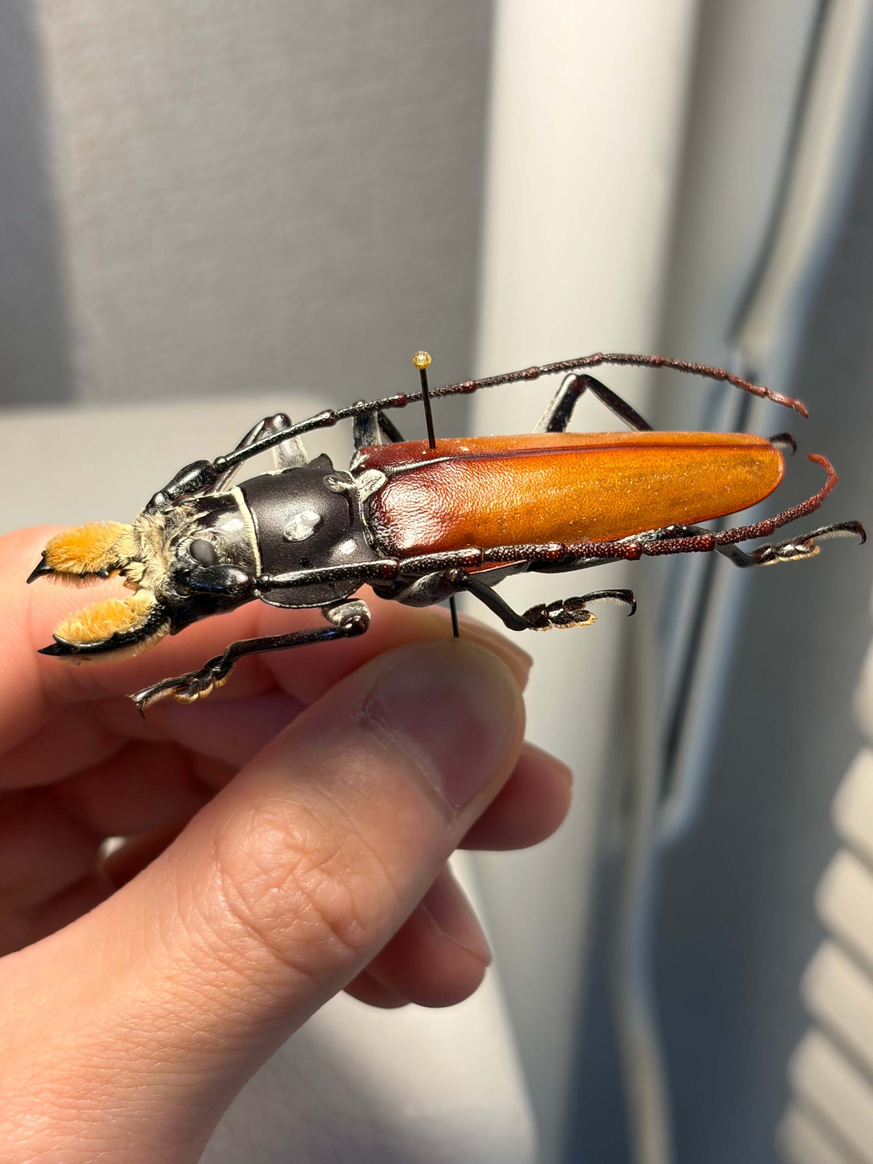 66mm】顎が剛毛なアラゲオオウスバカミキリ 甲虫昆虫標本タランチュラ