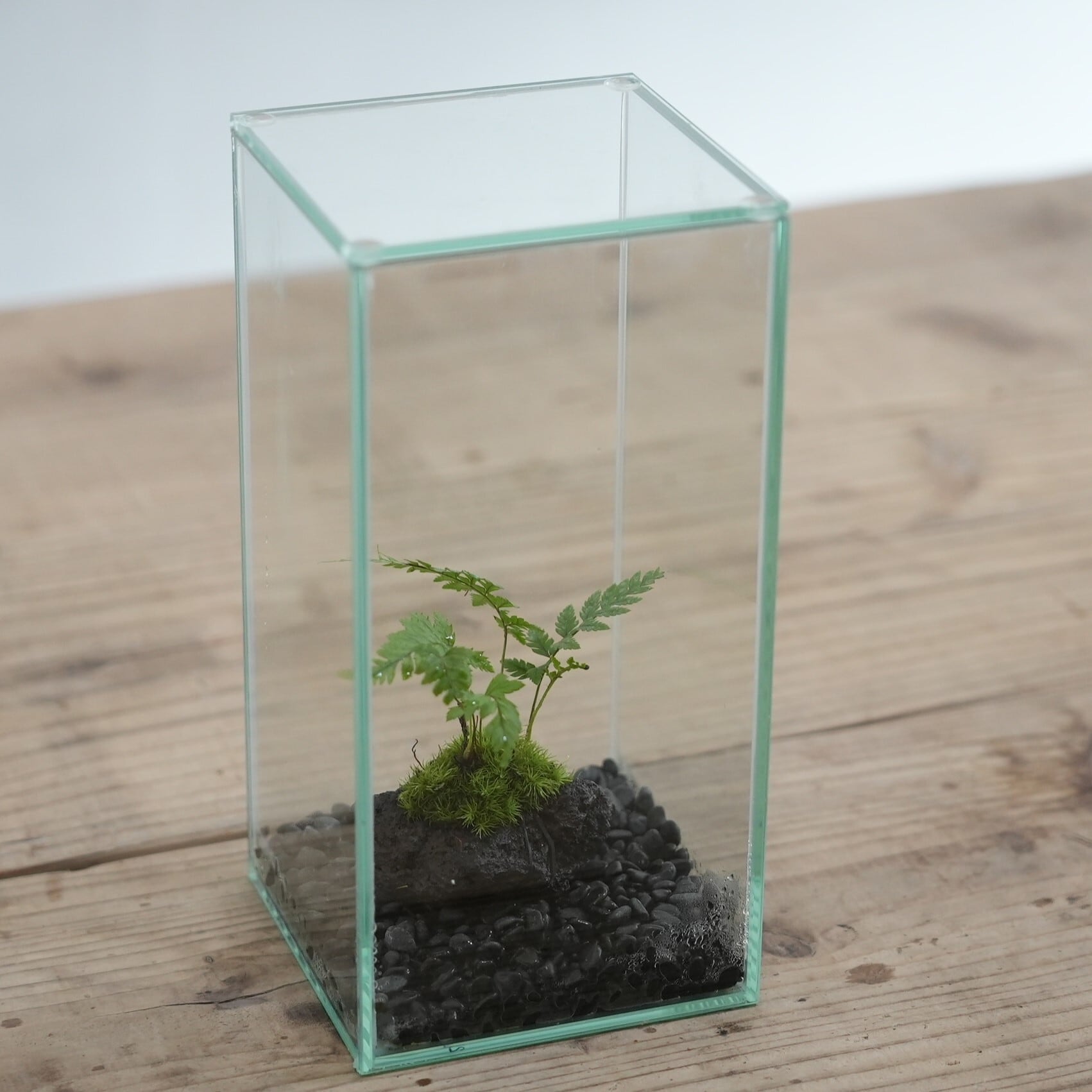 作製キット】はじめての着生 シダとコケの着生苔石キット◇動画解説