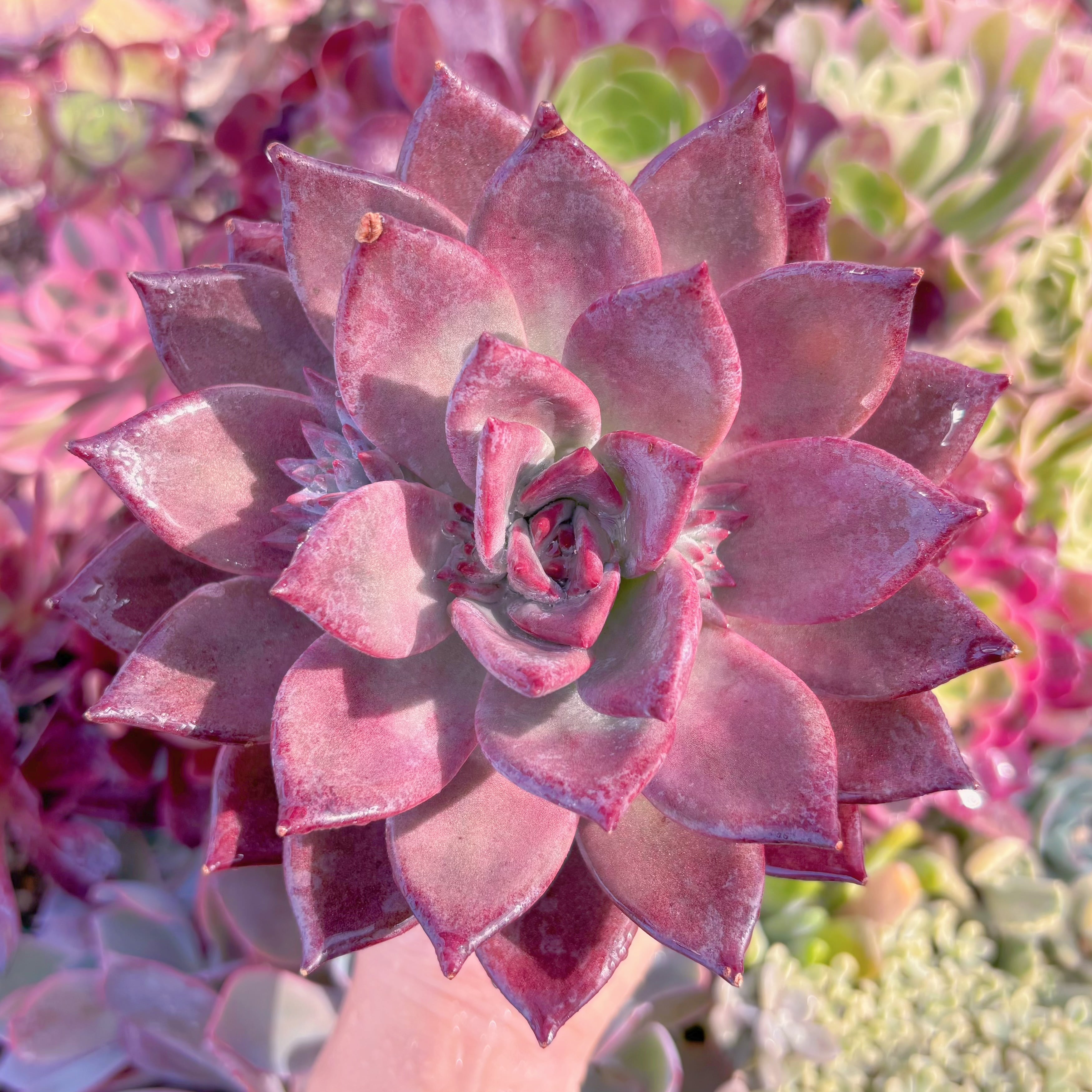 現品　パープルローズ#B75　大苗　るる農園