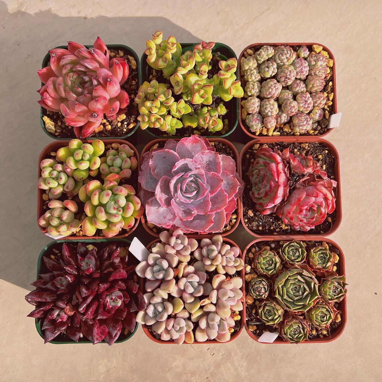 セット008(1月26日base販売会)