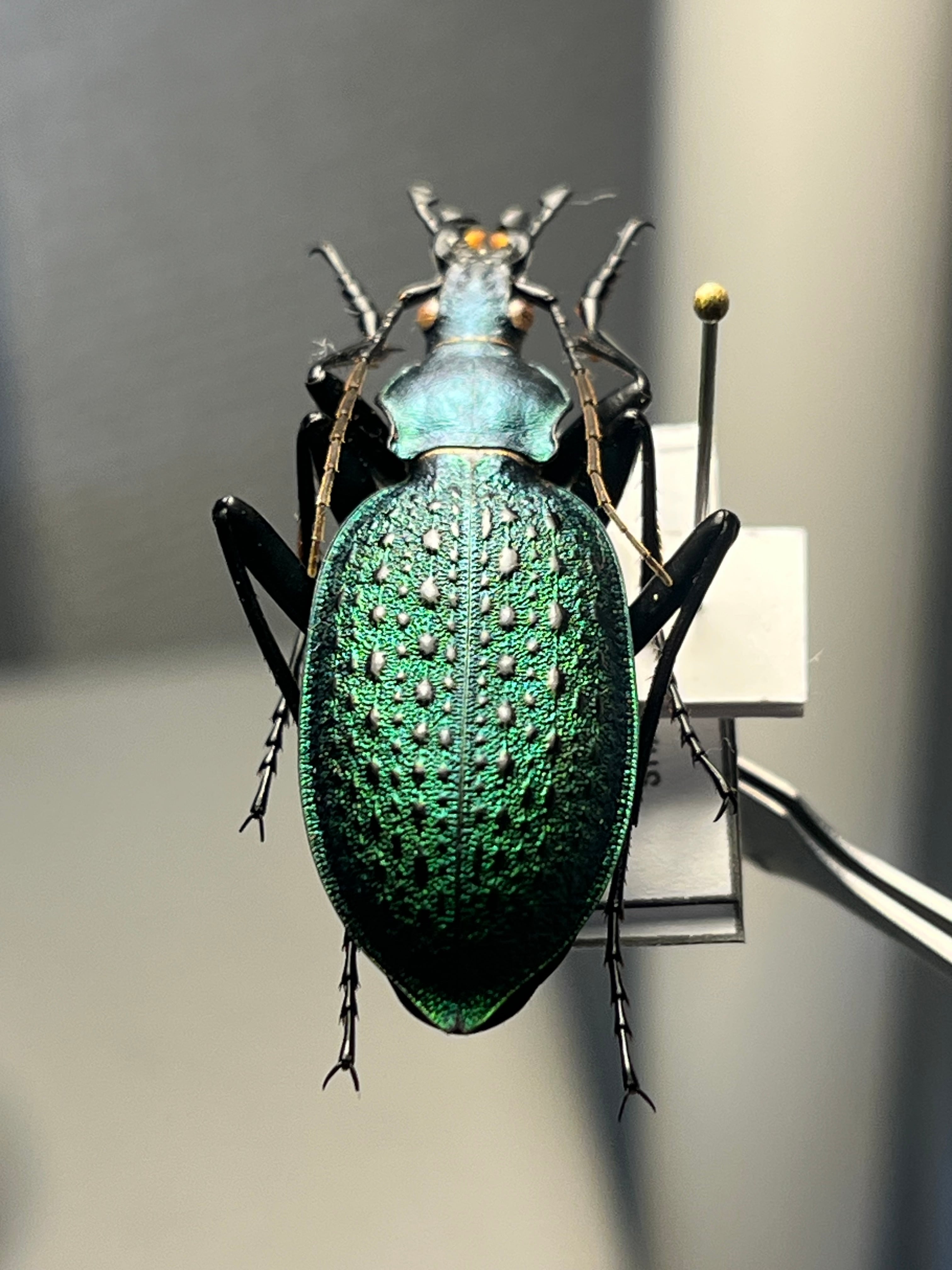 極美個体】アオカブリモドキ オサムシ標本 オサムシ マイマイカブリ