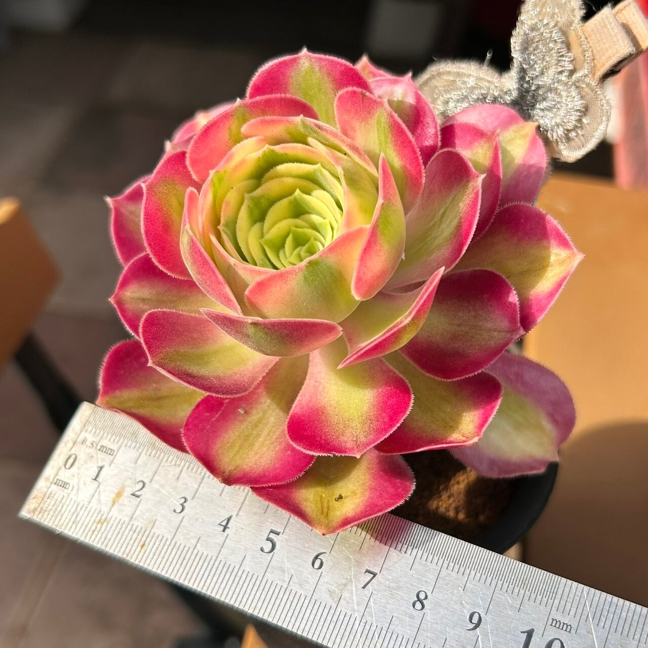 ピンクウィッチ(アエオニウム) | RuPo 多肉植物専門店