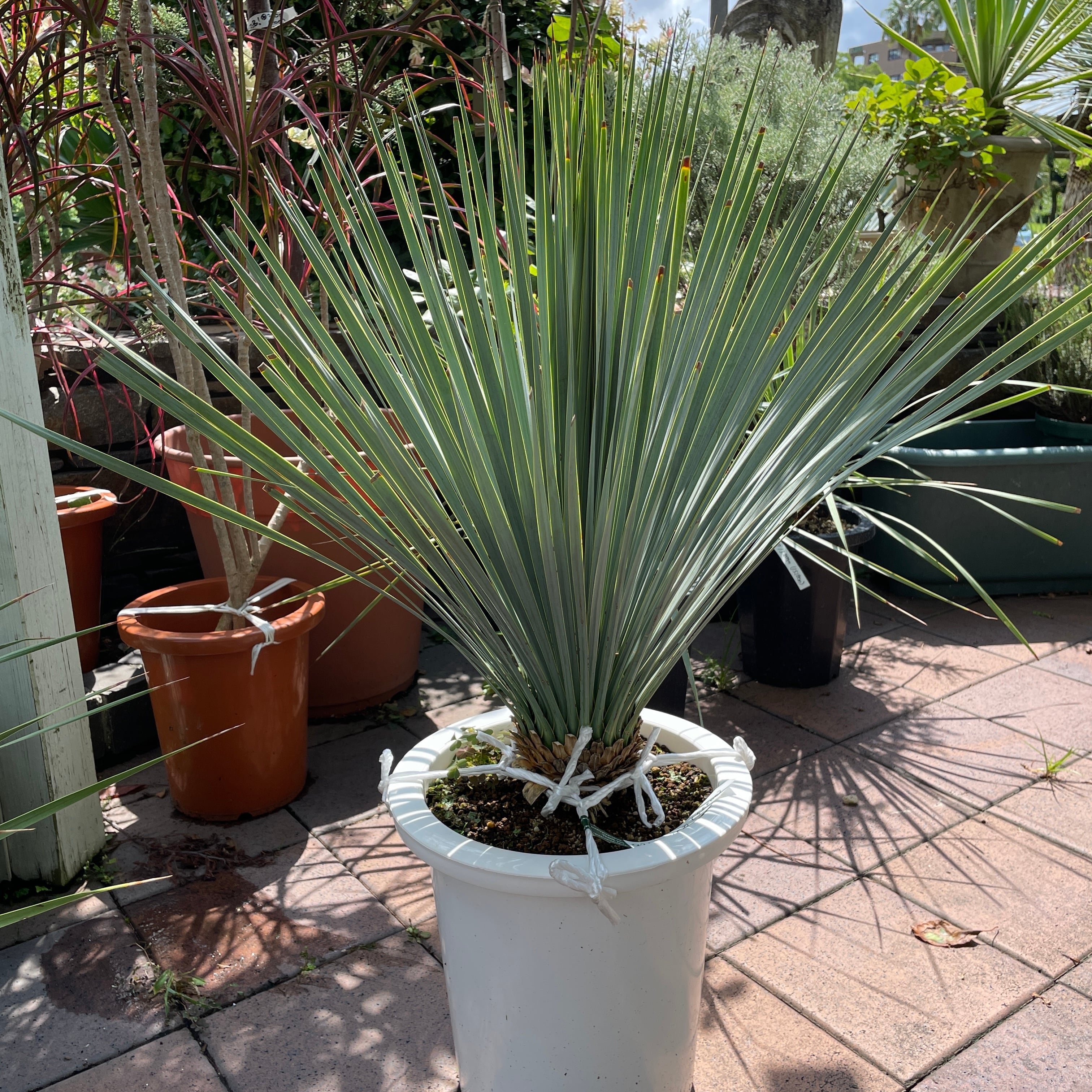 シルバーグリーンのボリューム葉 ユッカ ロストラータ 極耐寒性 ドライ  