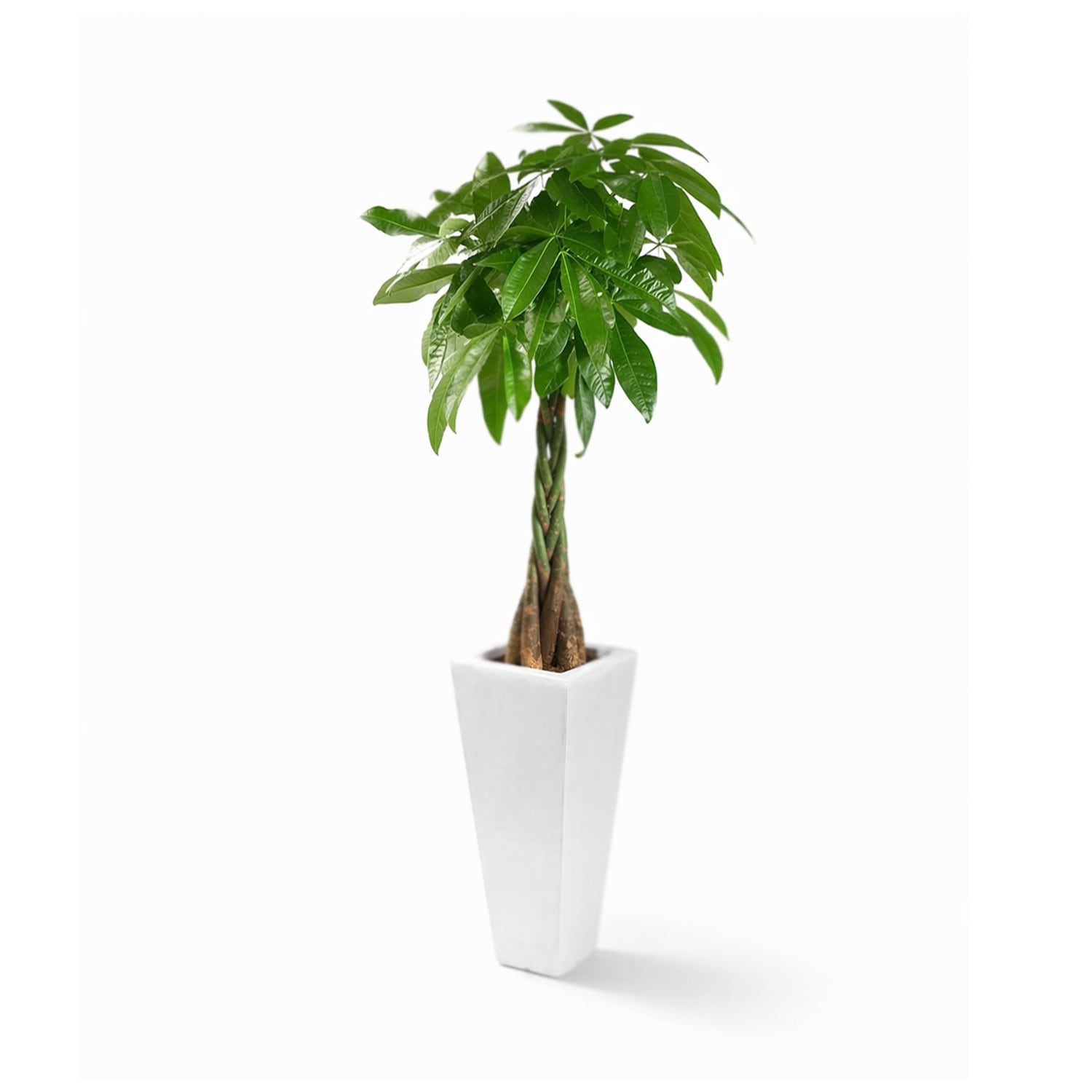 お洒落なねじりパキラ｜白陶器の縦型インテリア観葉植物 | インテリア