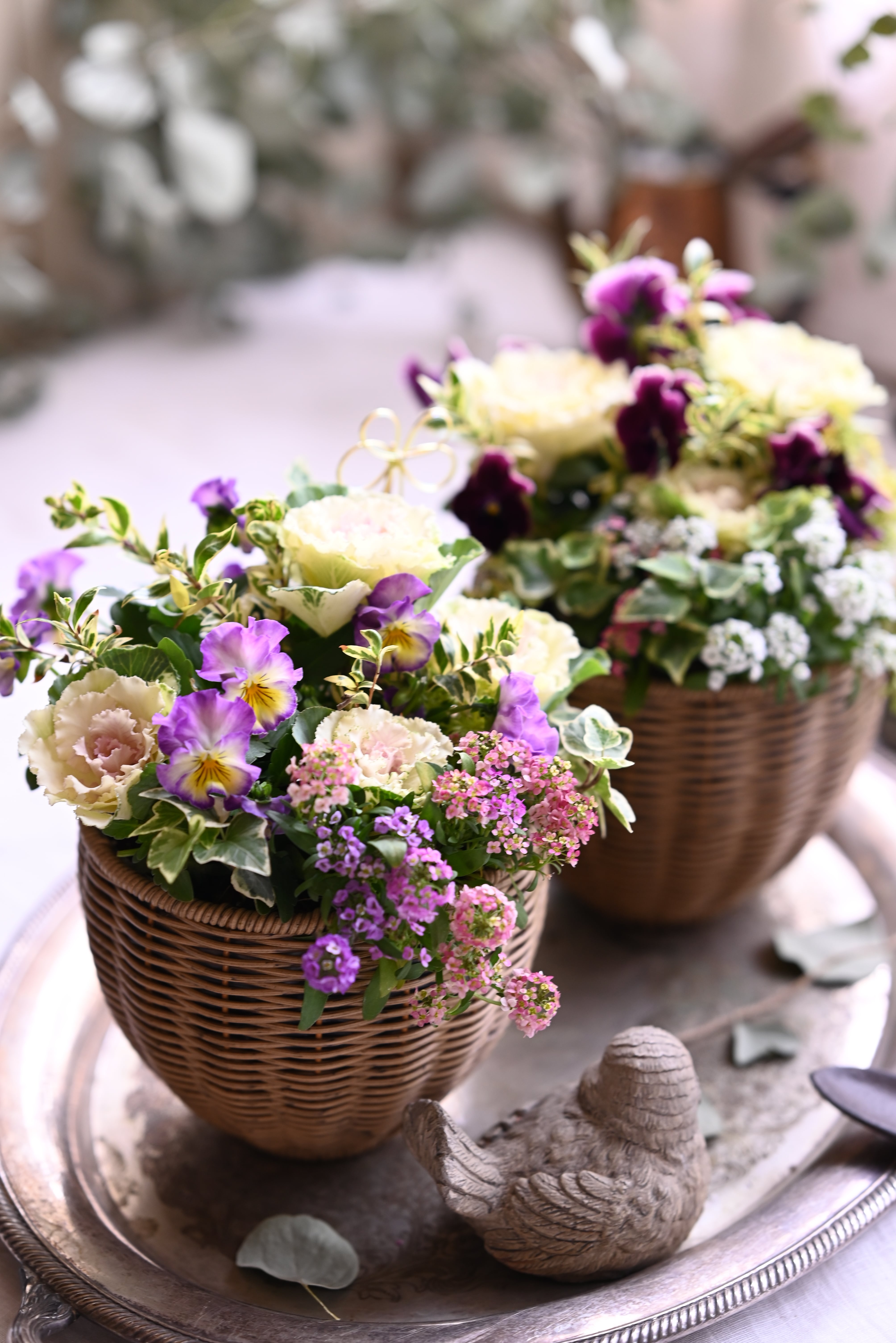 【SALE】ビオラ「シャルロット」とハボタンの寄せ植え