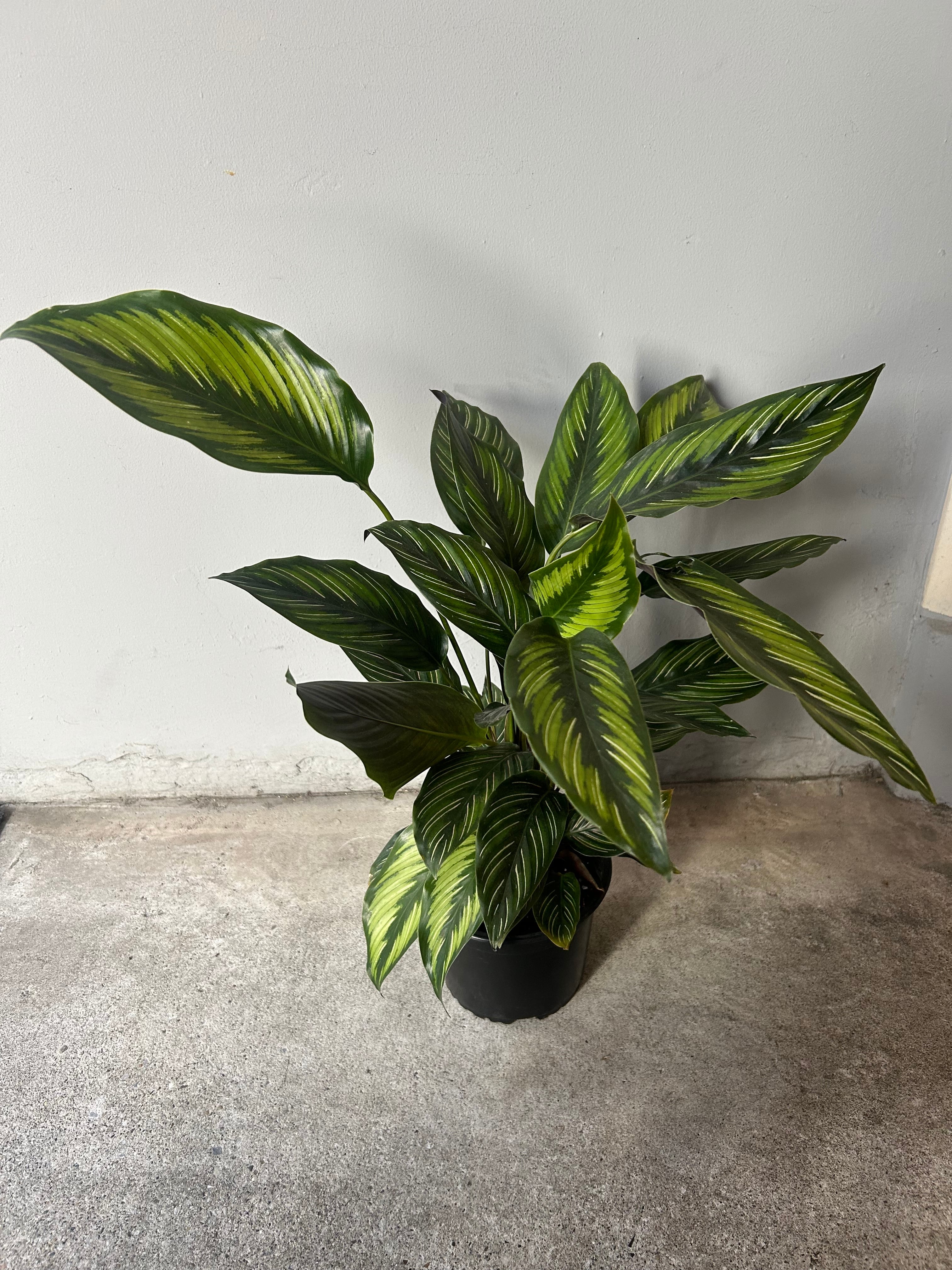 送料無料！チランジア キセログラフィカ特大 エアプランツ | ハルカゼ