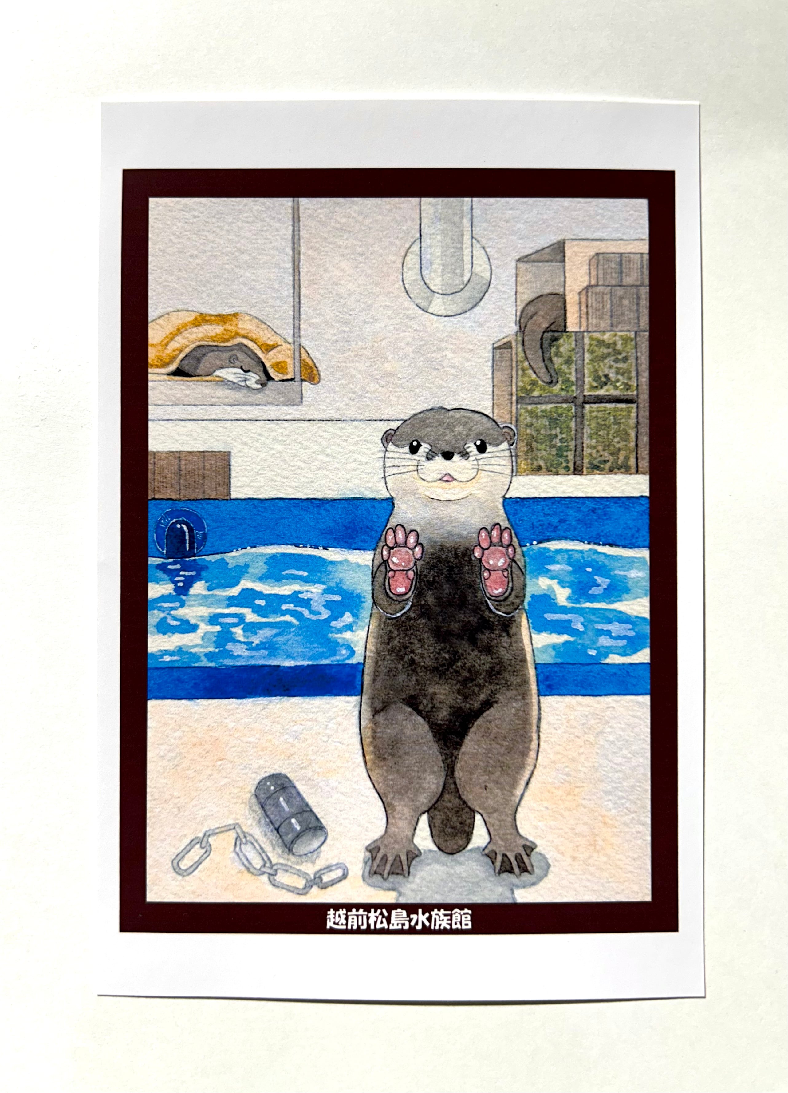 ポストカード【全12種類】 | 越前松島水族館 ONLINE SHOP