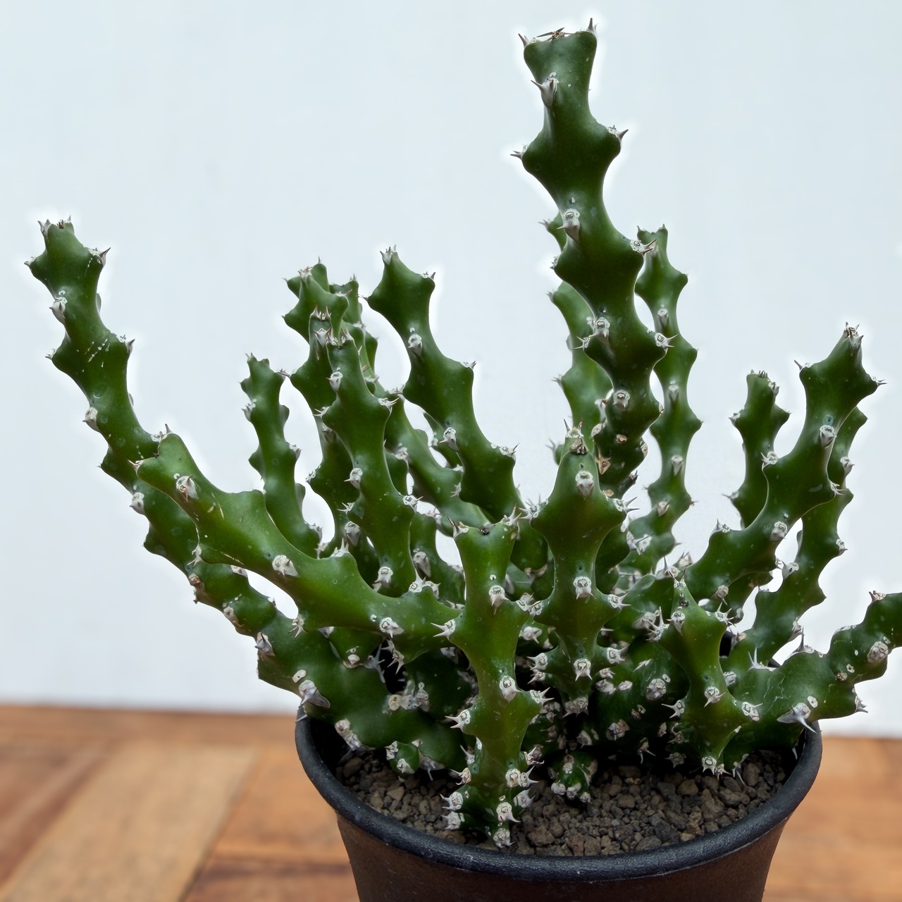 Euphorbia ramulosa【ユーフォルビア・ラムローサ】