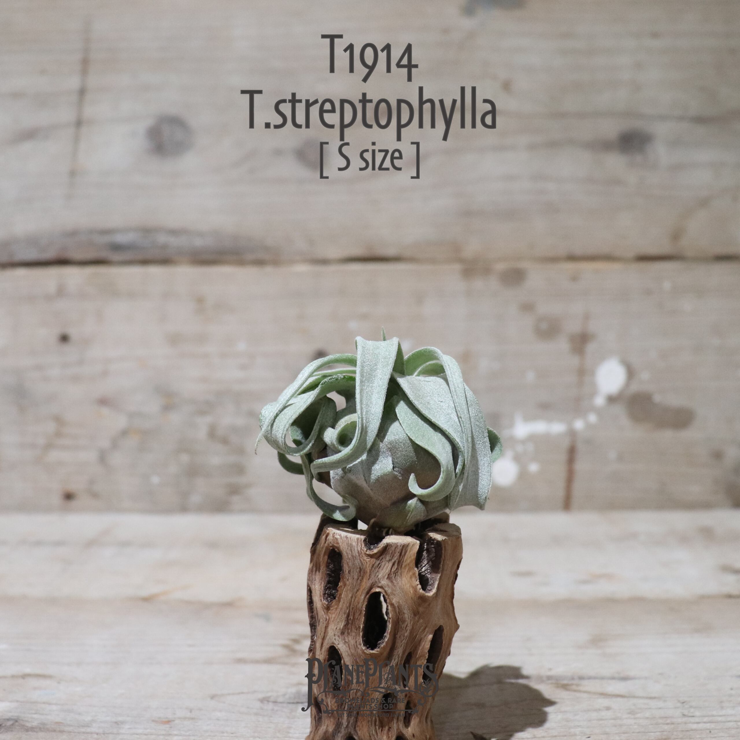 【送料無料】ストレプトフィラ S〔エアプランツ〕現品発送T1914