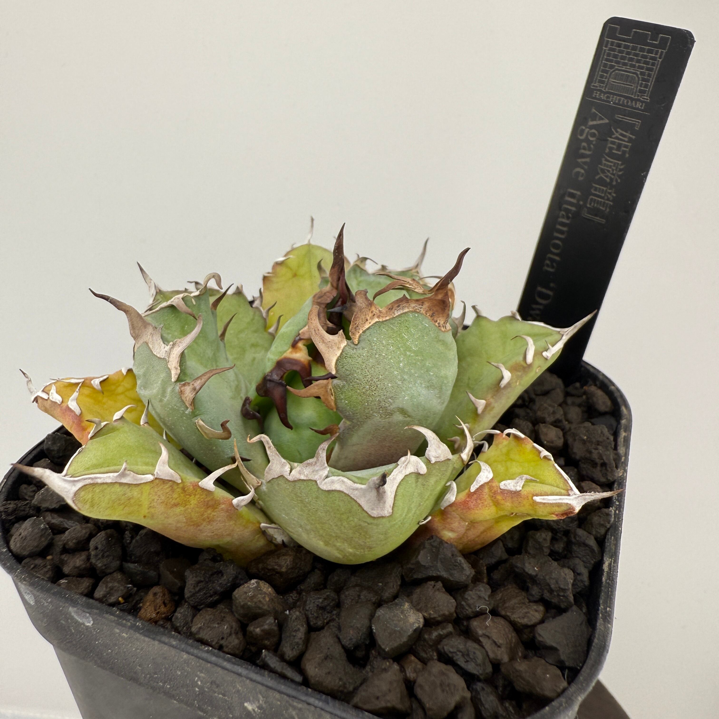 No.03 姫厳竜 Agave titanota | はちとあり