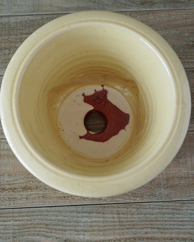 ウィッチフォード 【高級植木鉢】 ミニホスタポット φ24cm 【Whichford Pottery】