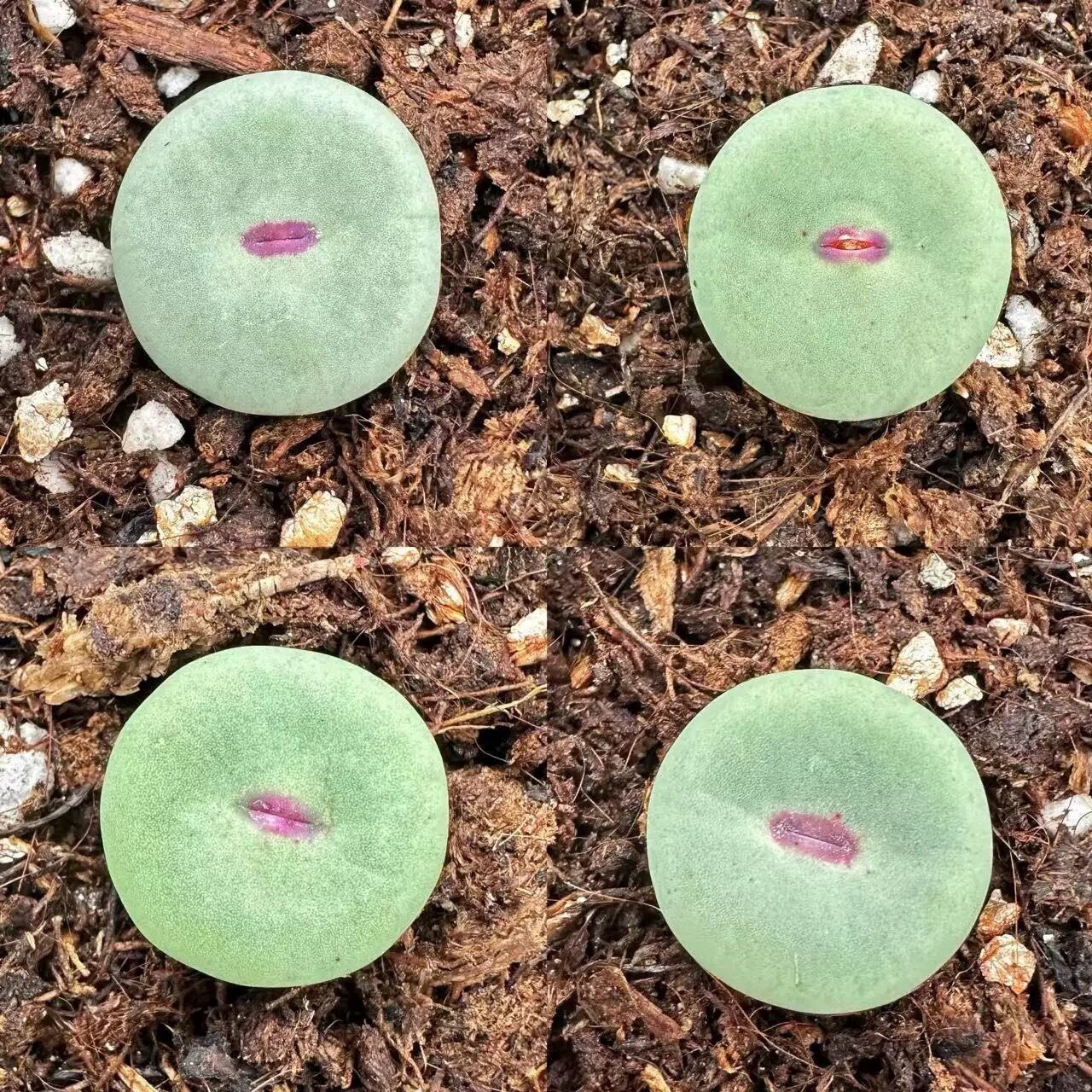 多肉植物 ドロサンテマム シュガーボール錦 抜き苗 1株 | PAY ID